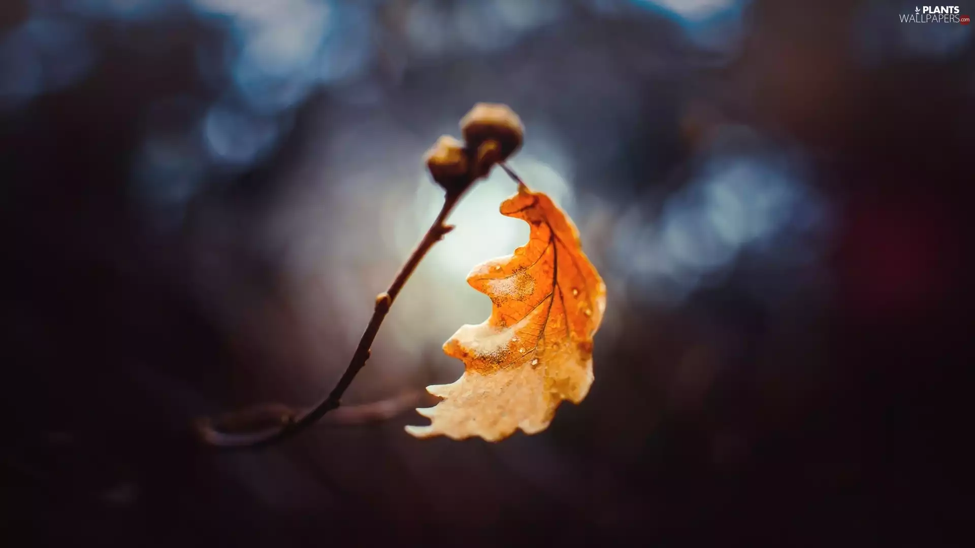 oak, blurry background, dry, leaf, twig