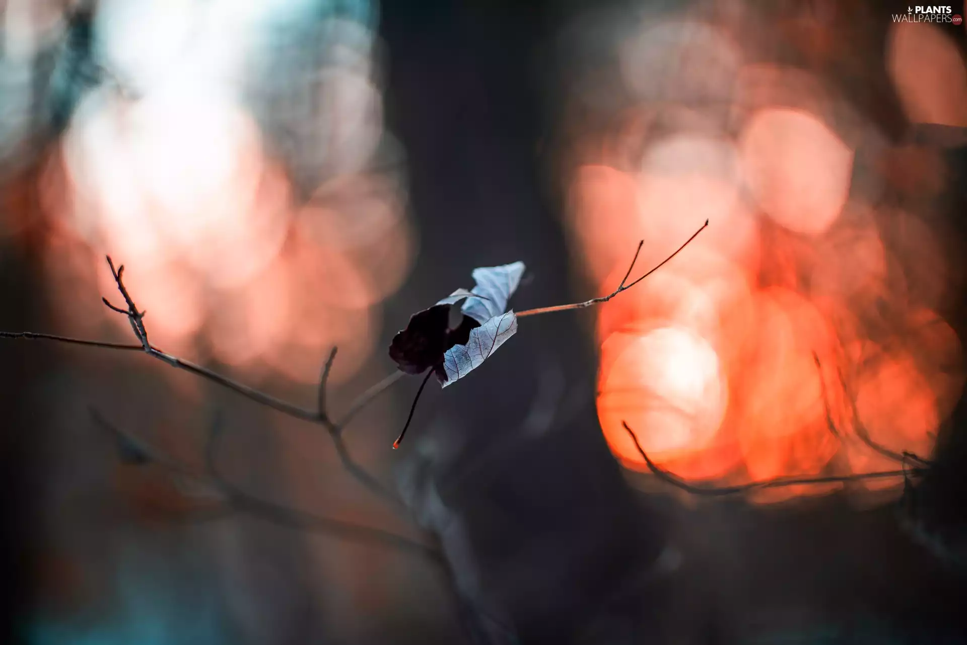 twig, leaf, Bokeh, dry