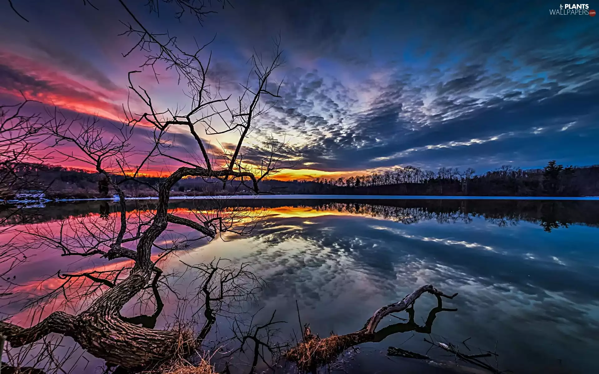 lake, Sunset Tree, dry, trees, Twisted