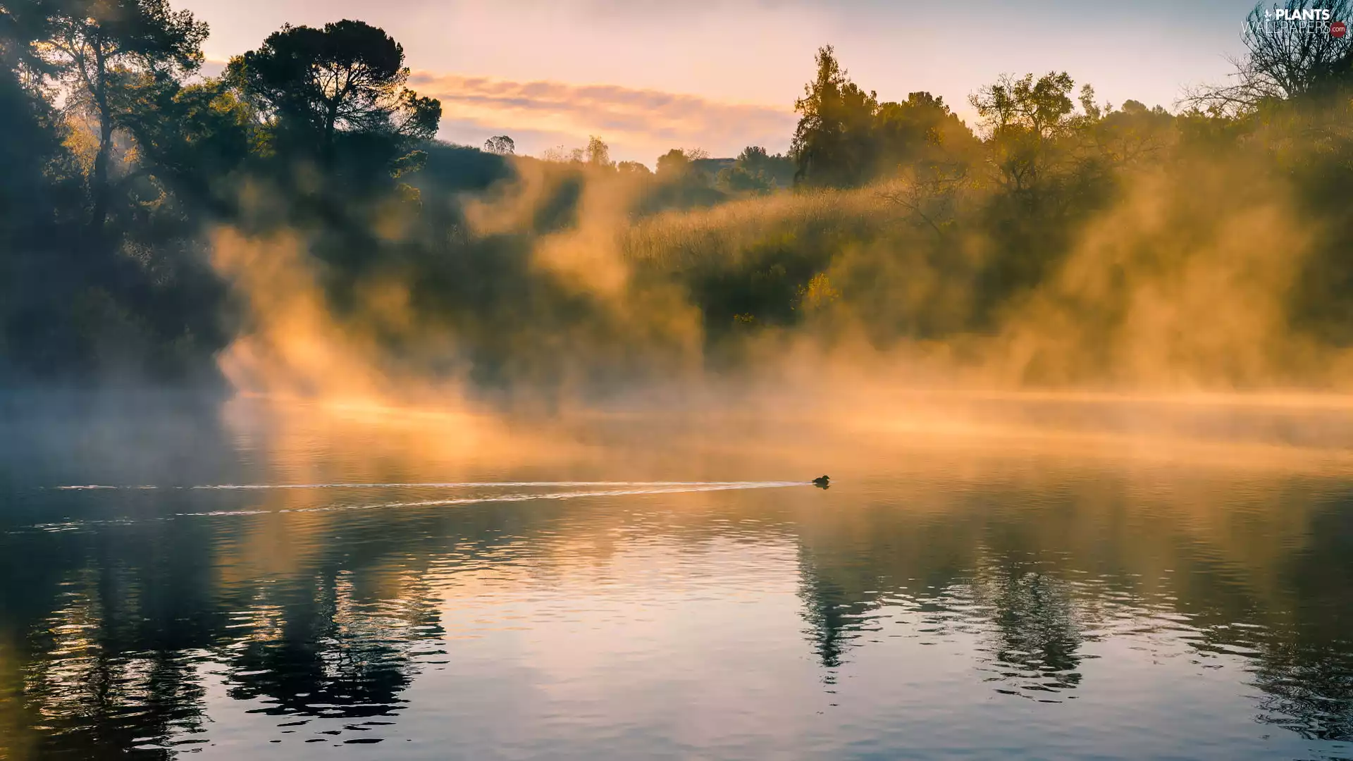 Fog, lake, viewes, duck, trees, illuminated