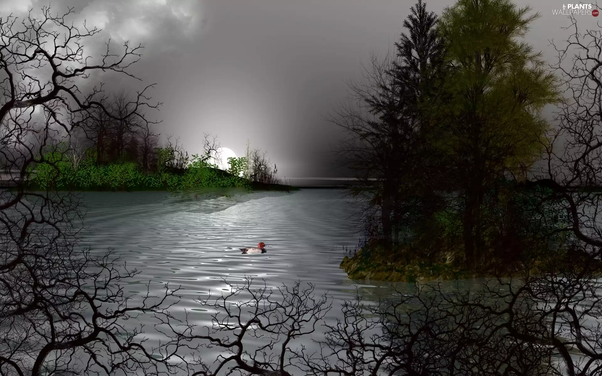 viewes, duck, Night, trees, lake