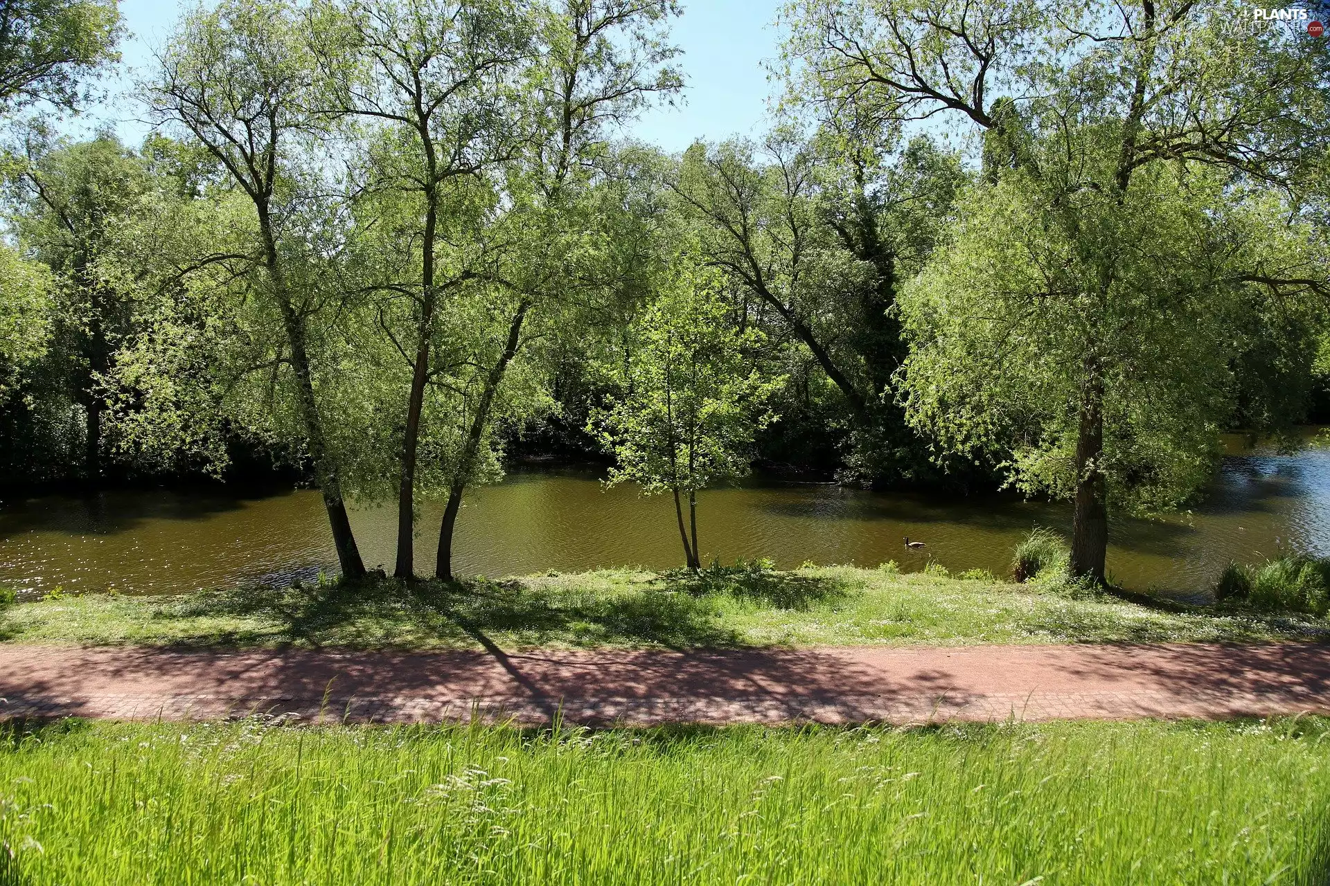 viewes, duck, River, trees, Park