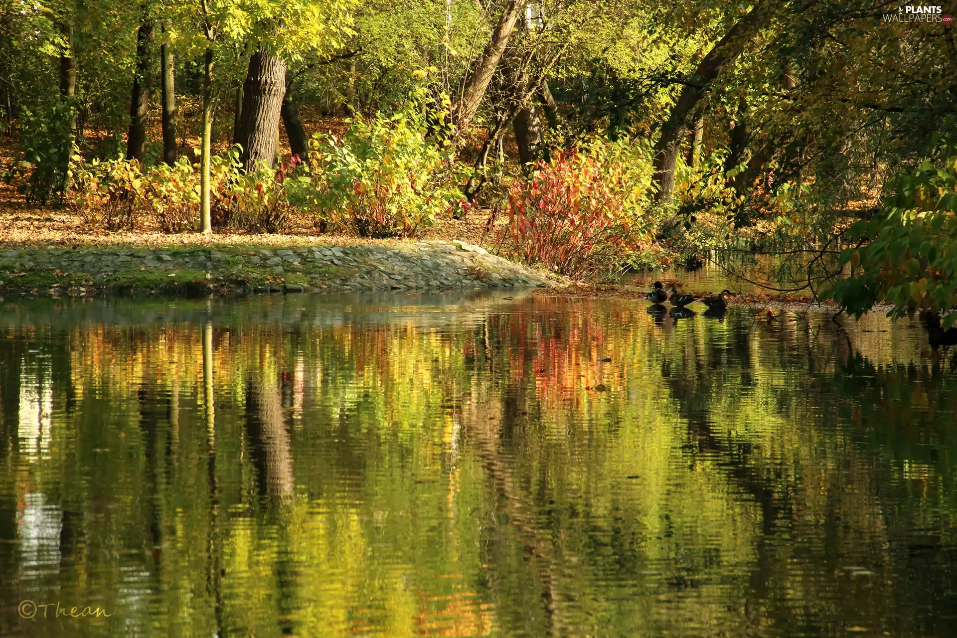 lake, Park, viewes, ducks, trees, autumn