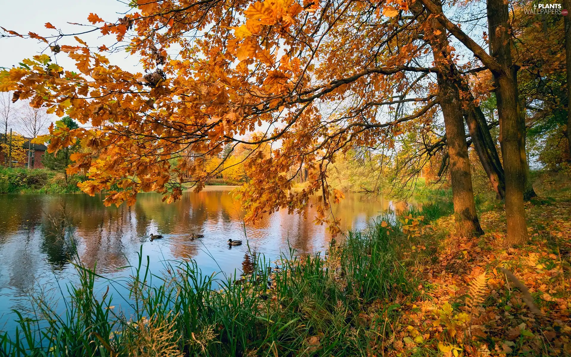 ducks, trees, Leaf, viewes, Yellowed, Pond - car, autumn, oaks