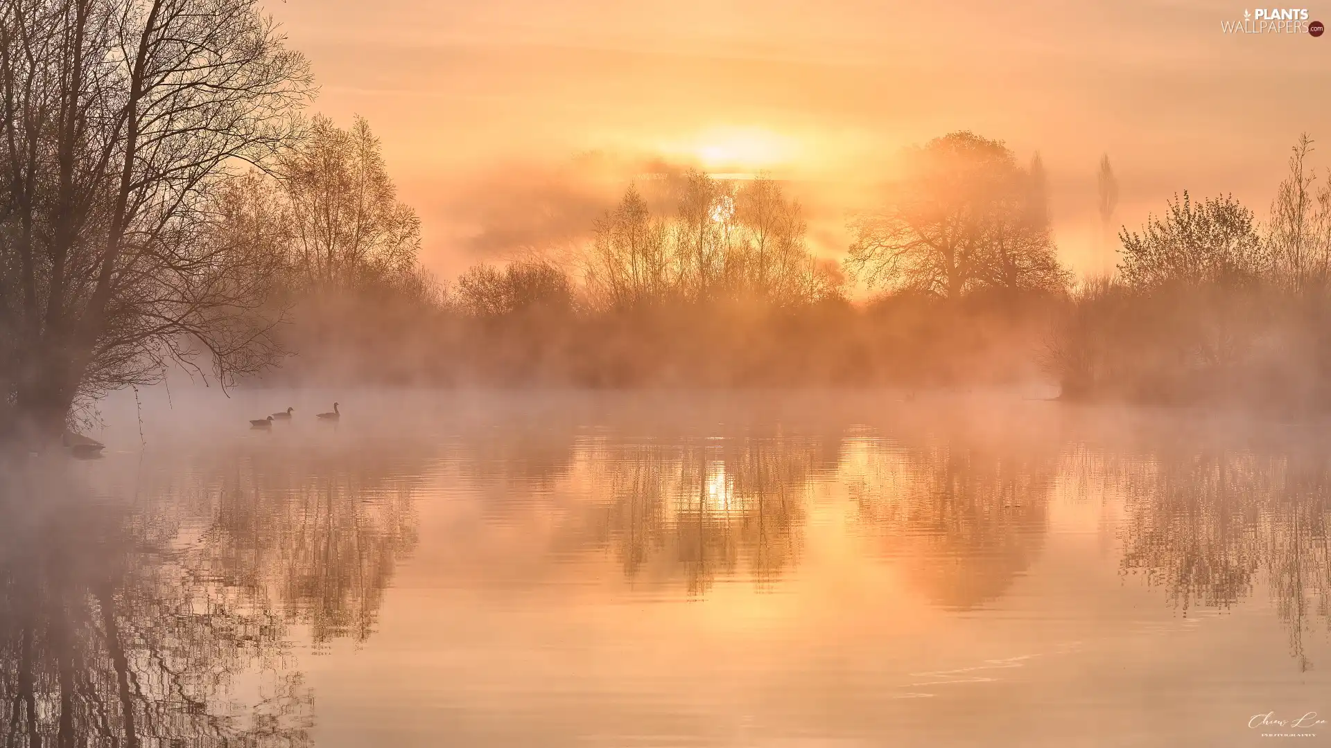 trees, Sunrise, Fog, Pond - car, morning, viewes, ducks