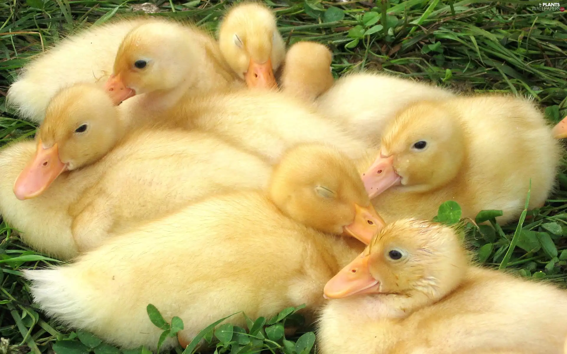 grass, little doggies, ducks