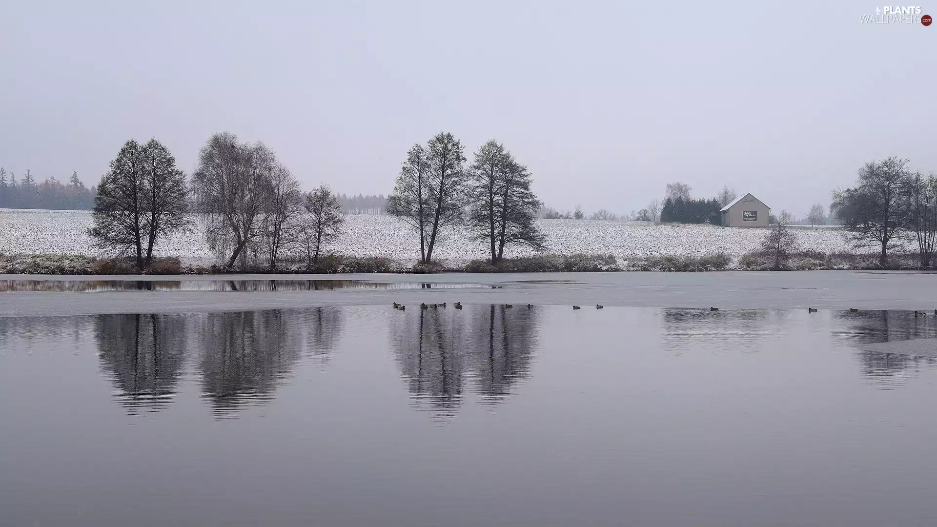 trees, winter, Field, ducks, viewes, lake
