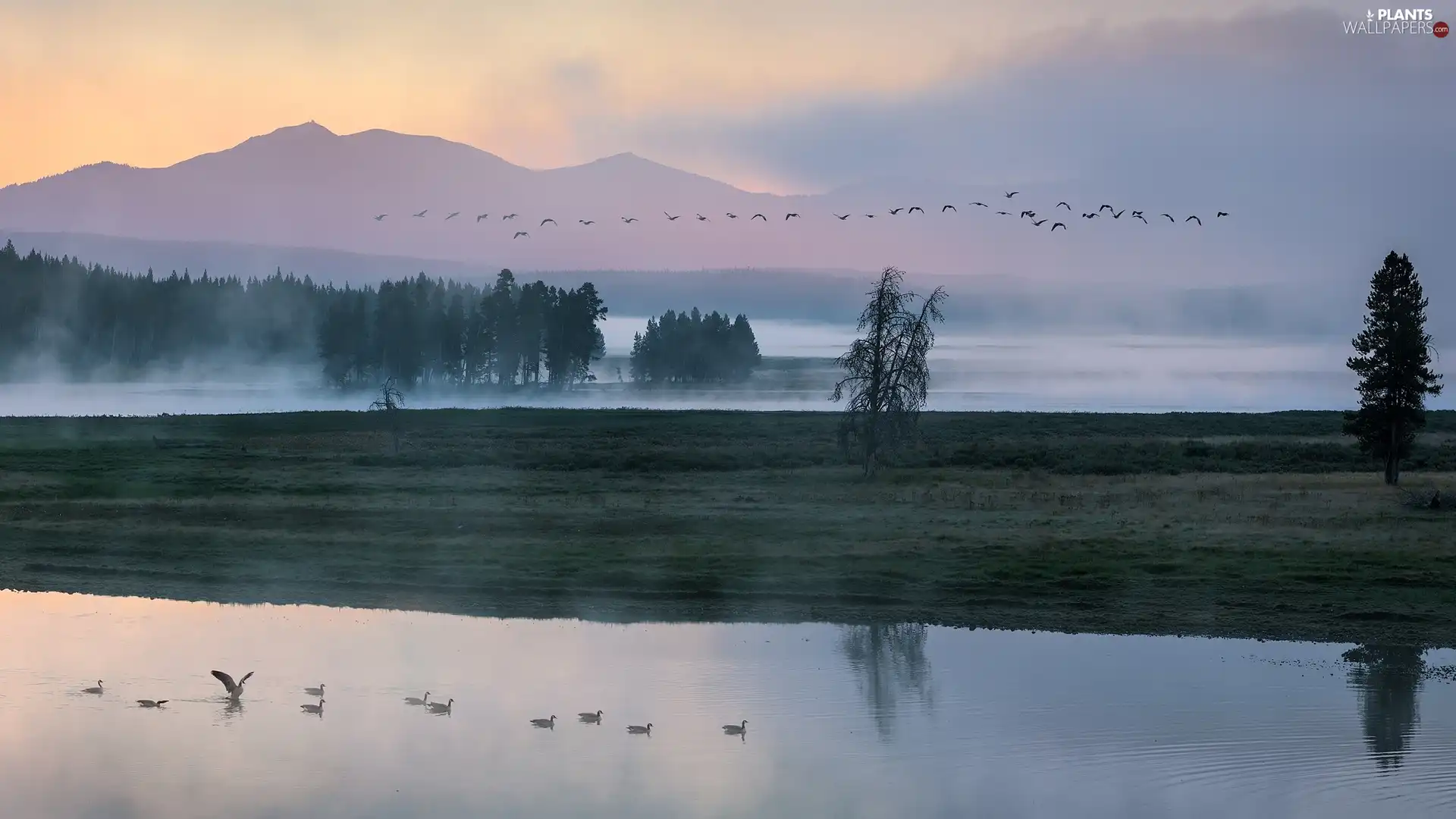 trees, Mountains, Fog, ducks, viewes, lake