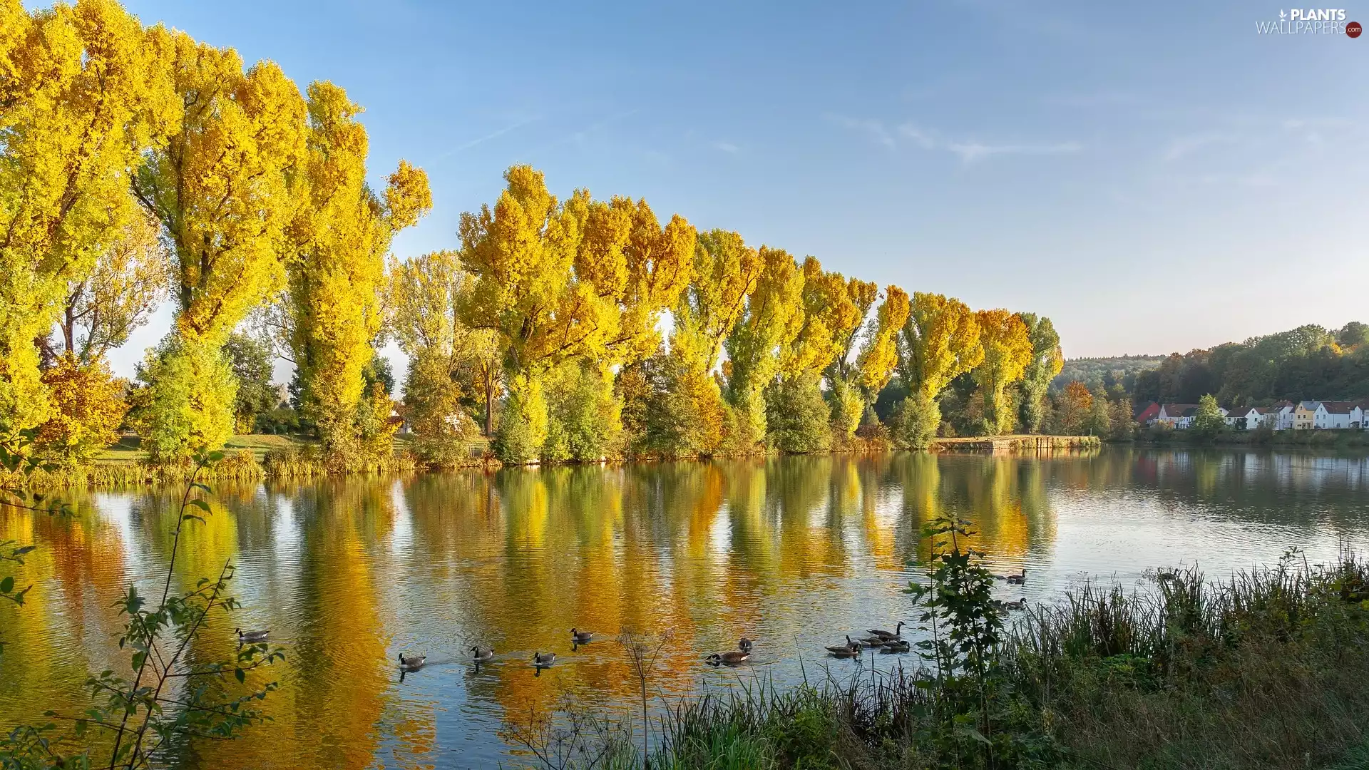River, ducks, trees, viewes, autumn