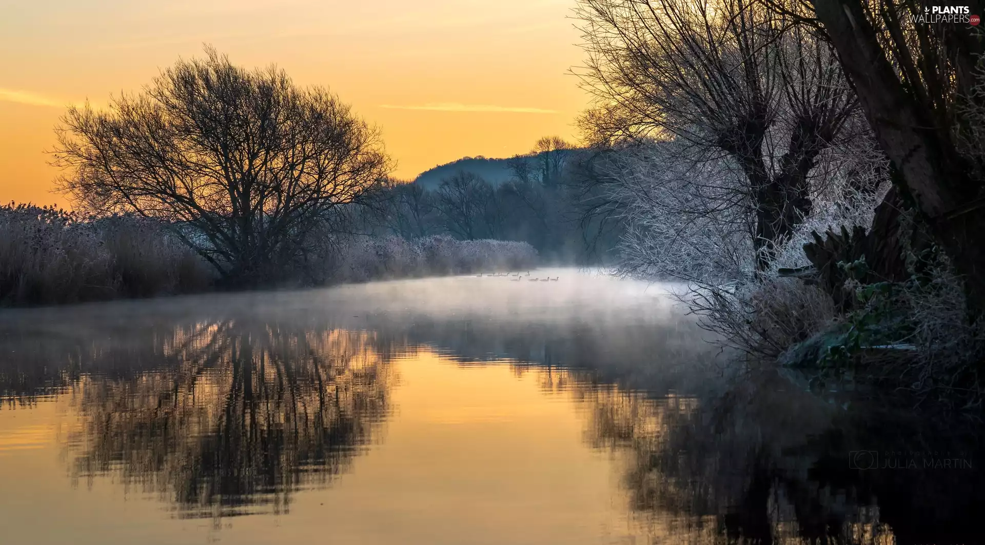 Fog, lake, trees, ducks, Sunrise, frosty, viewes