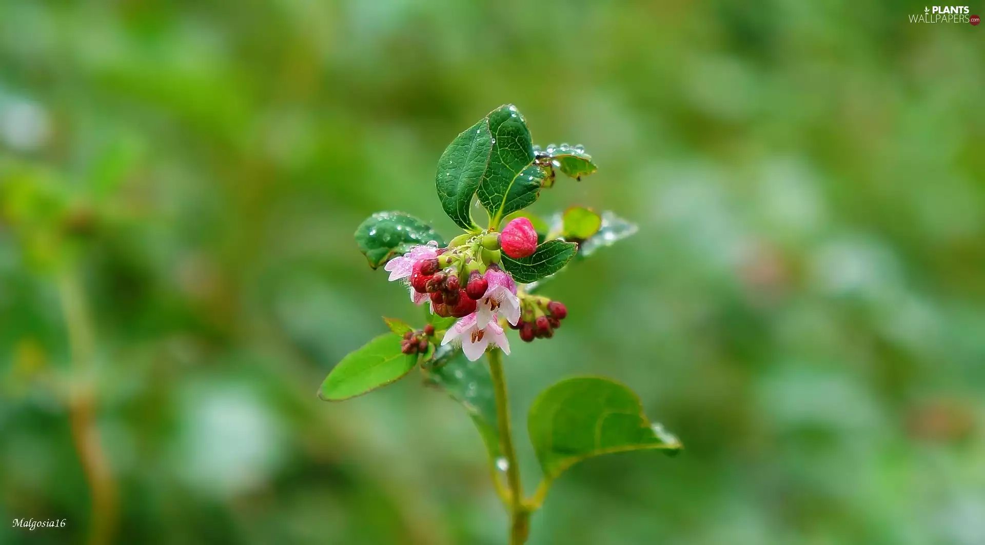Flowers, change, Symphoricarpos Duhamel, drops, twig, Pink