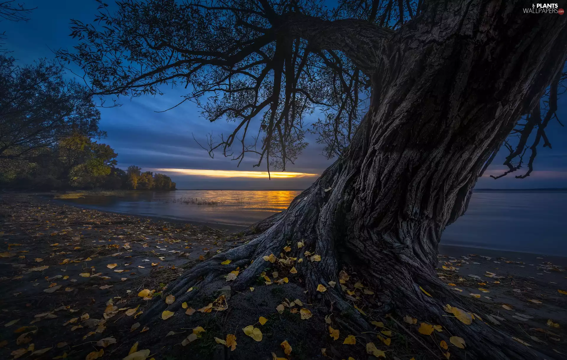 coast, Dusk, Leaf, lake, trees