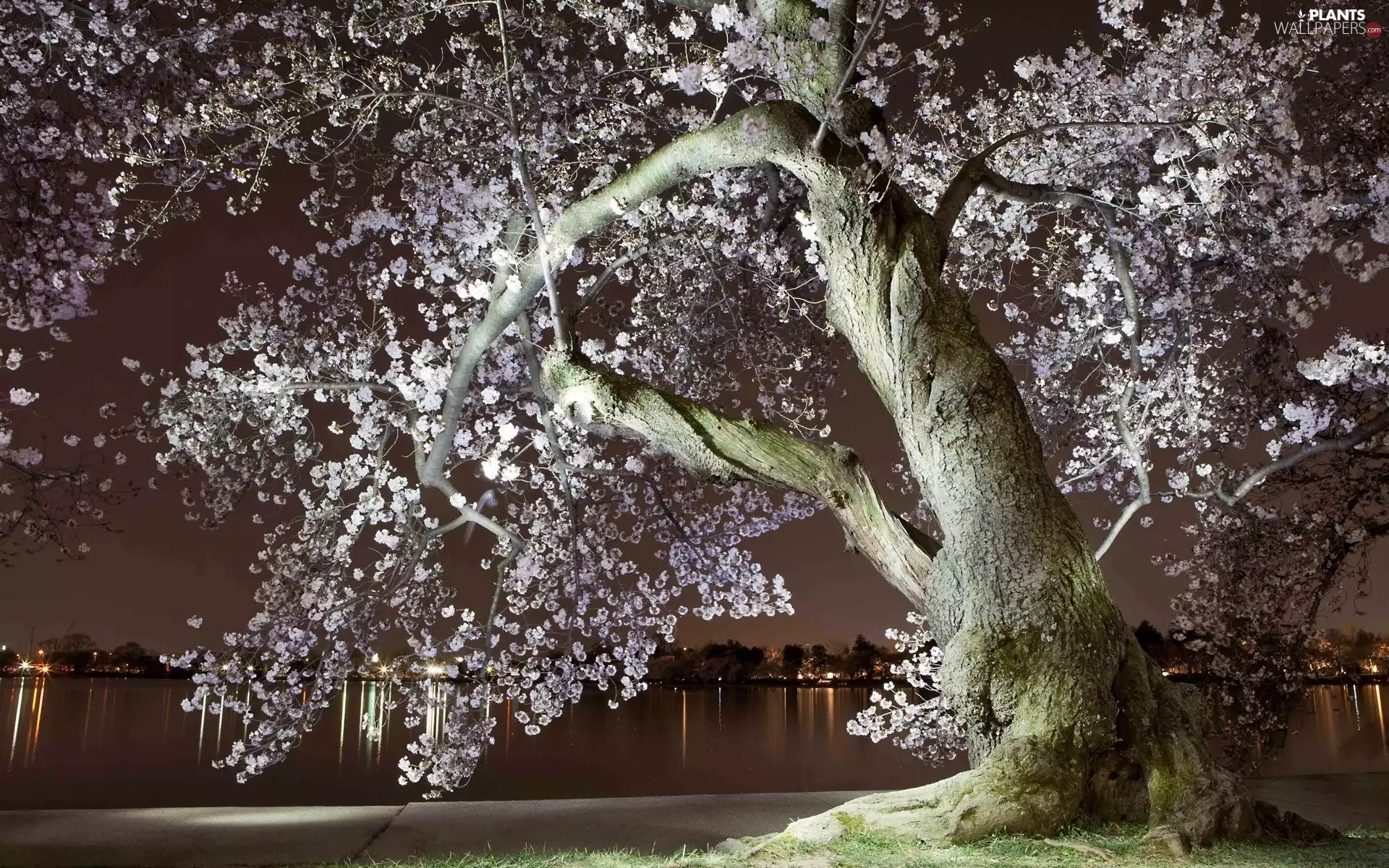 River, flourishing, town, Dusk, panorama, trees