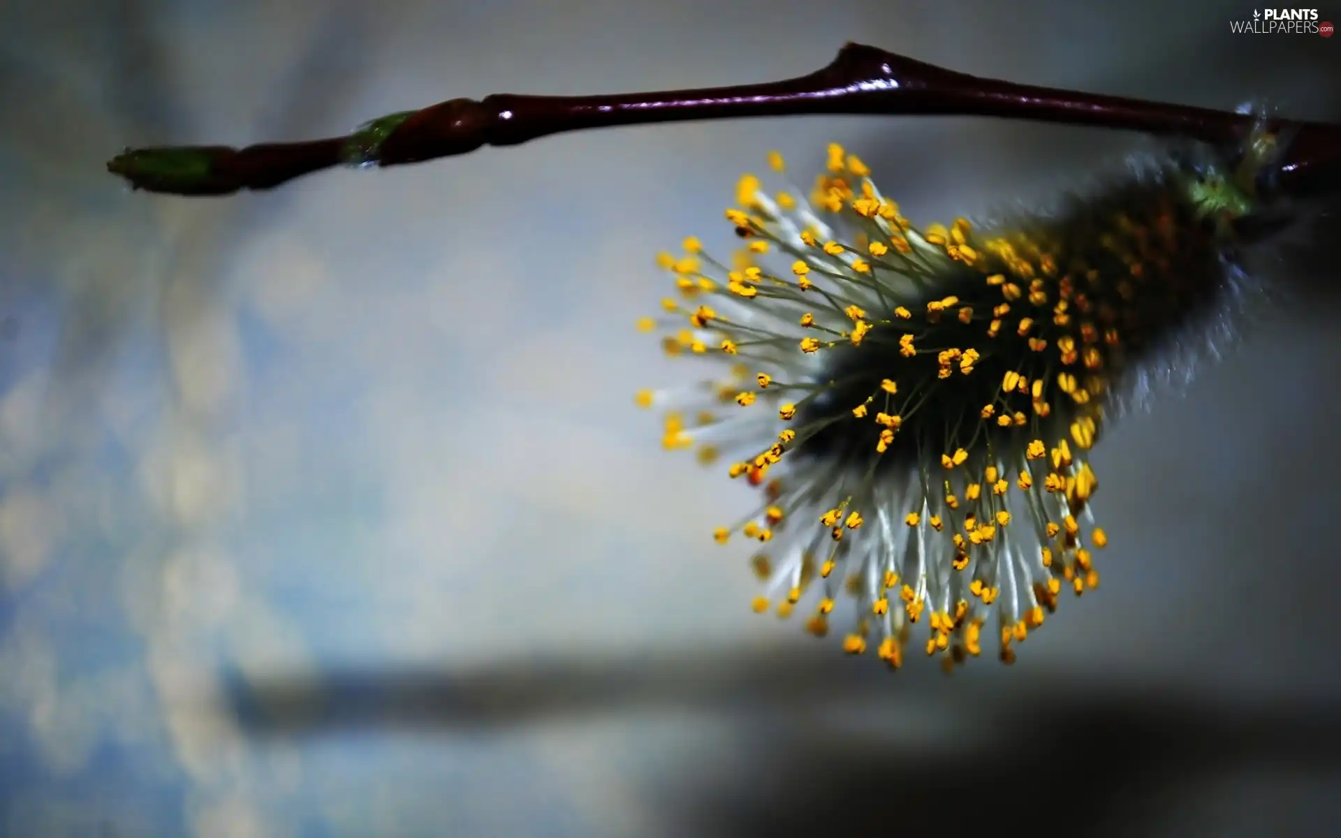 dust, database, Willow, doughnut, twig