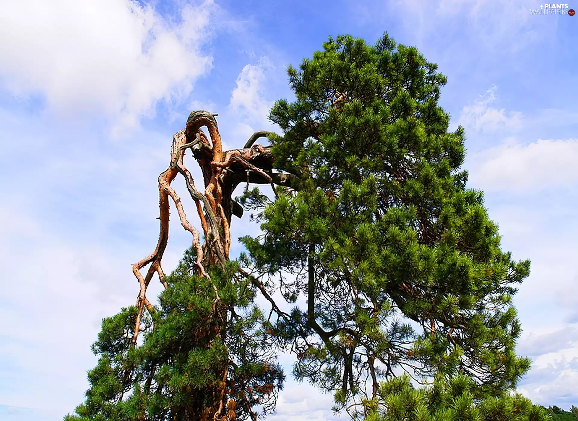 Lonely, pine, Sky, dwarf