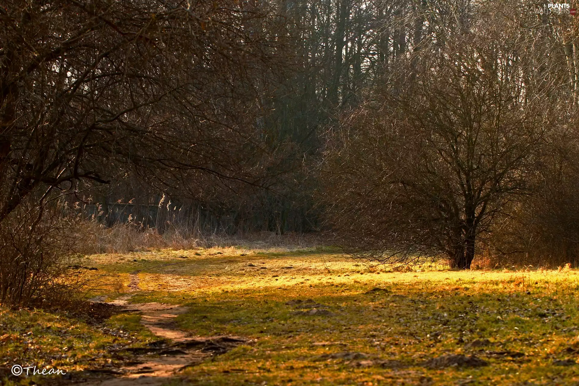 trees, Path, grass, early spring, viewes, Path