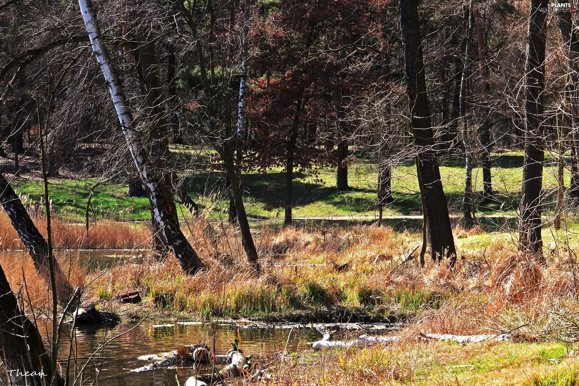 trees, Pond - car, early spring, viewes