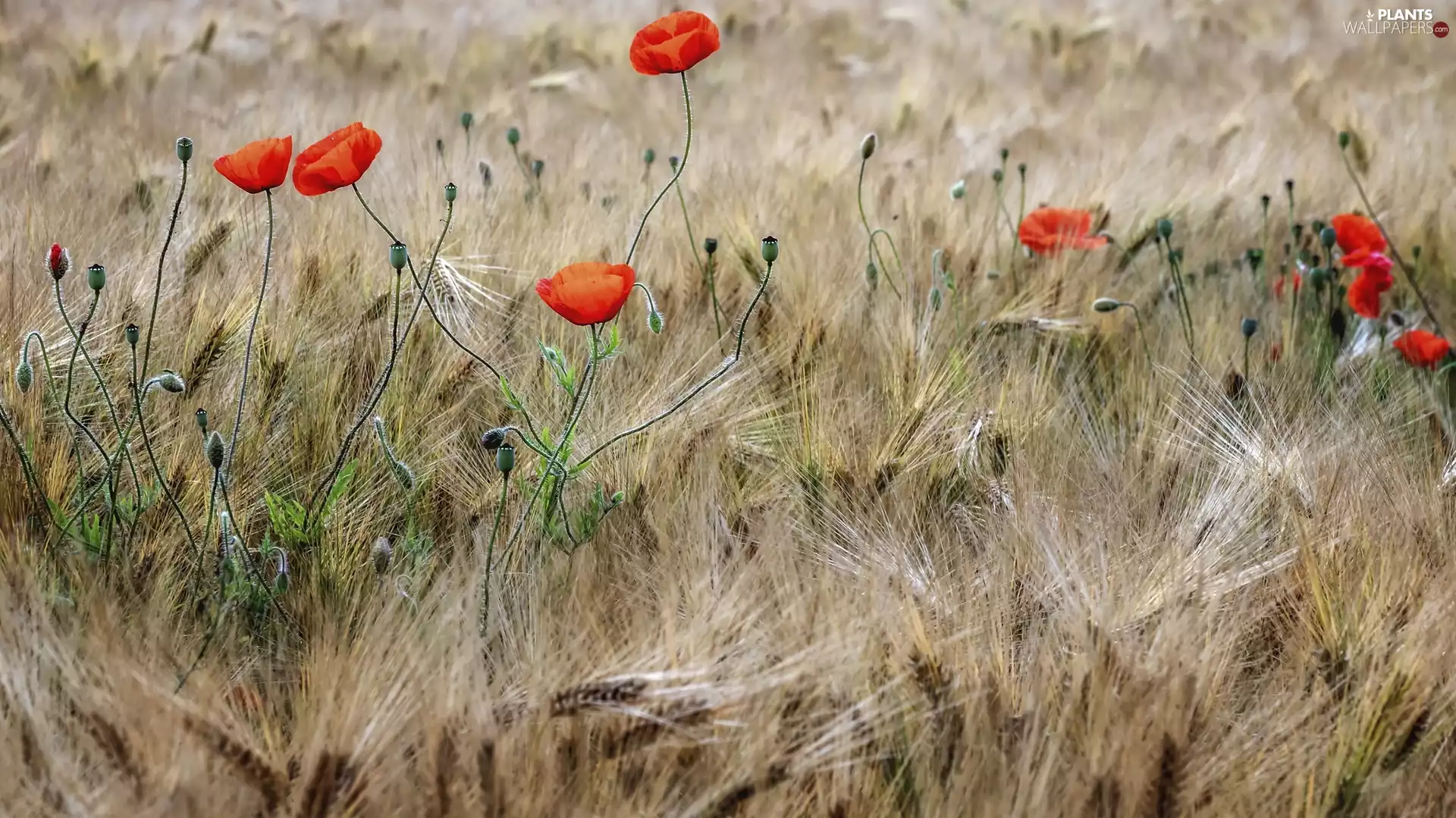 red weed, blur, Ears, Colourfull Flowers, corn