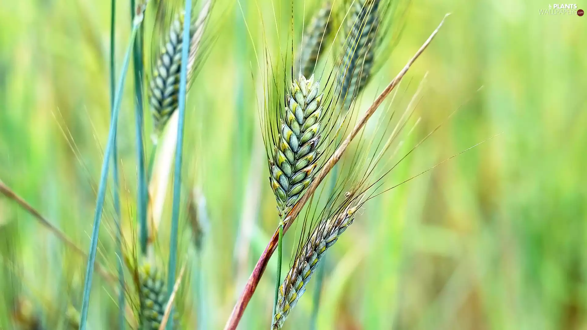 blurry background, corn, Ears
