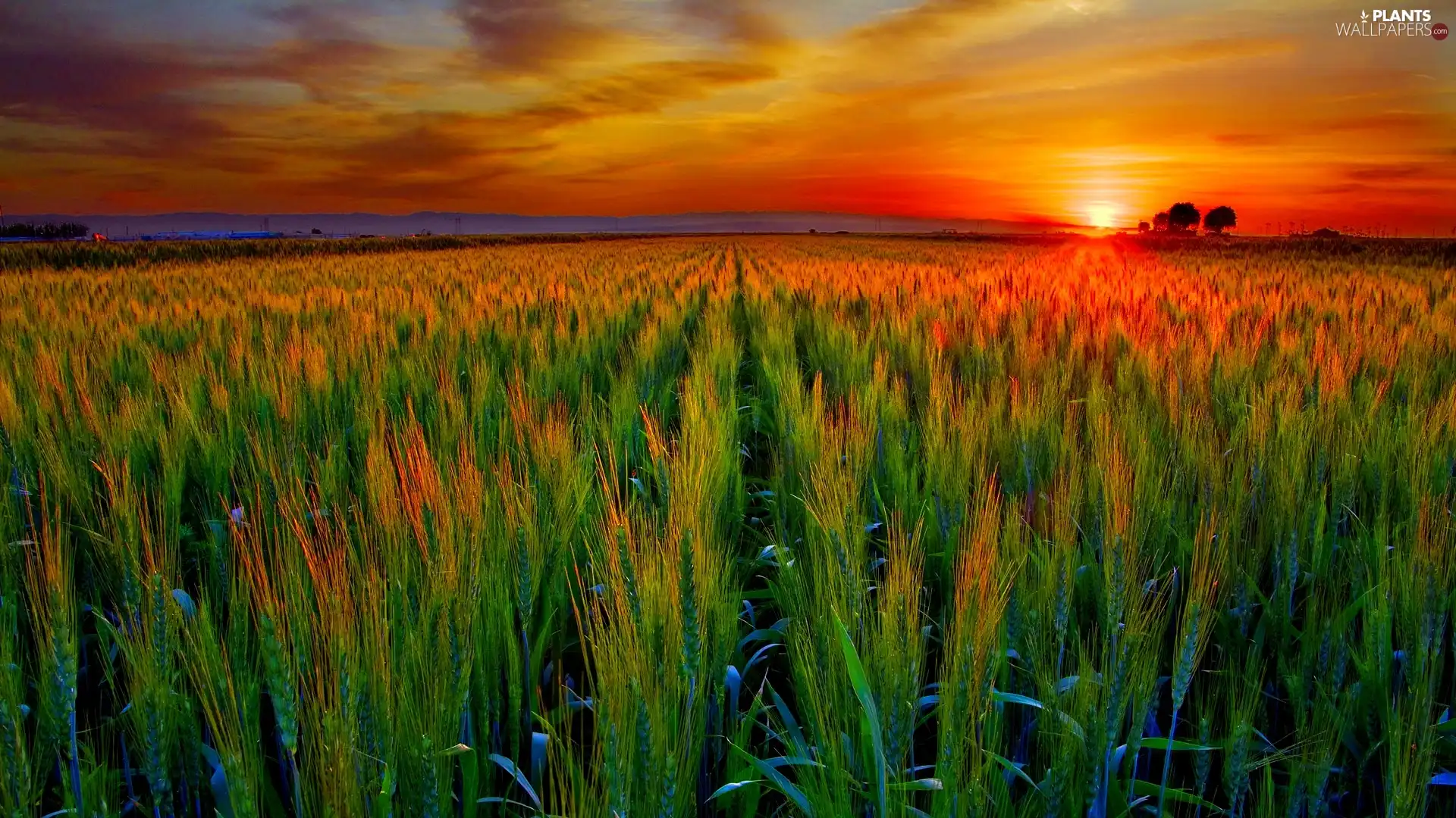 Ears, cereals, sun, farm, west