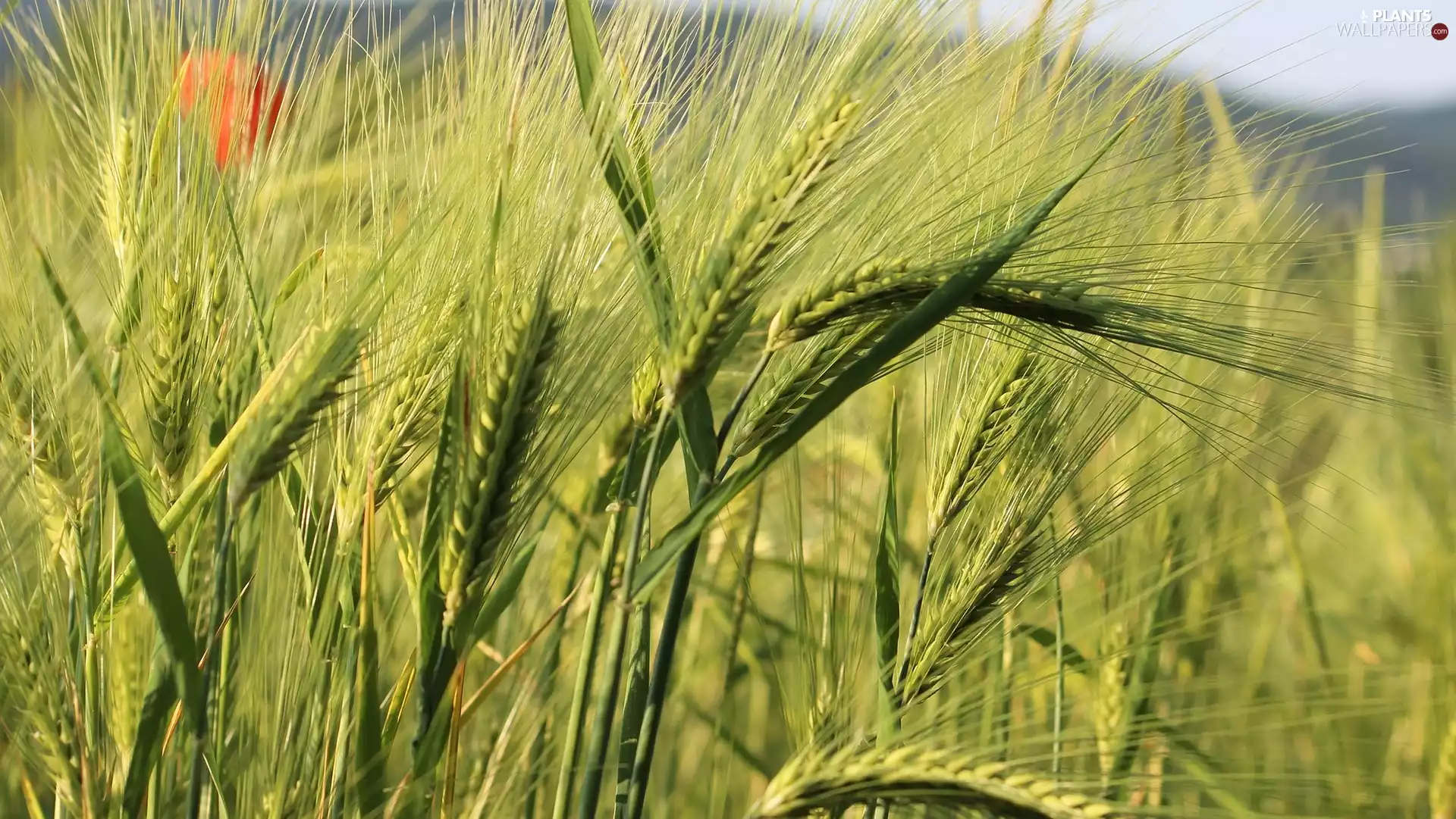 Ears, Field, corn