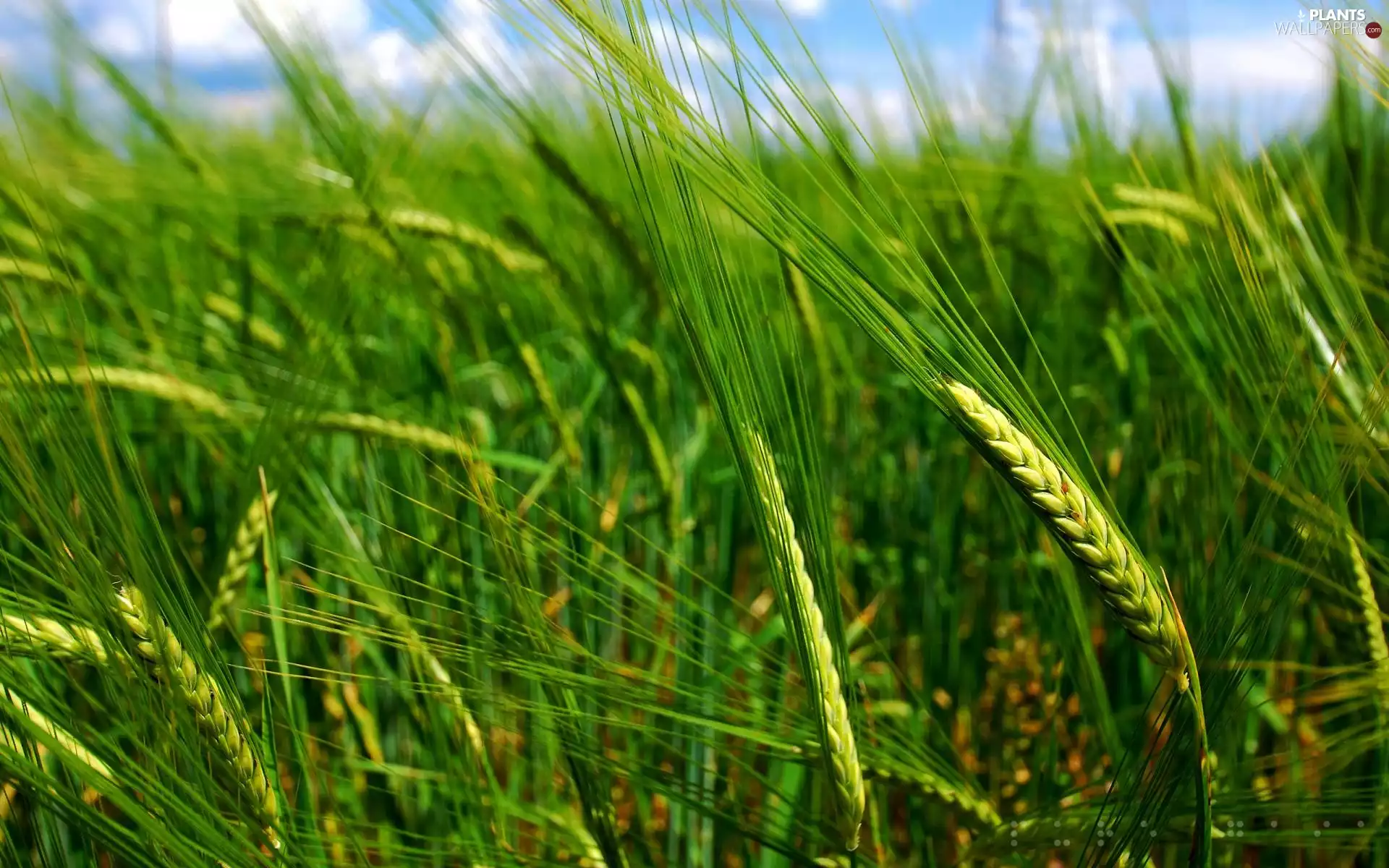 Ears, Field, corn