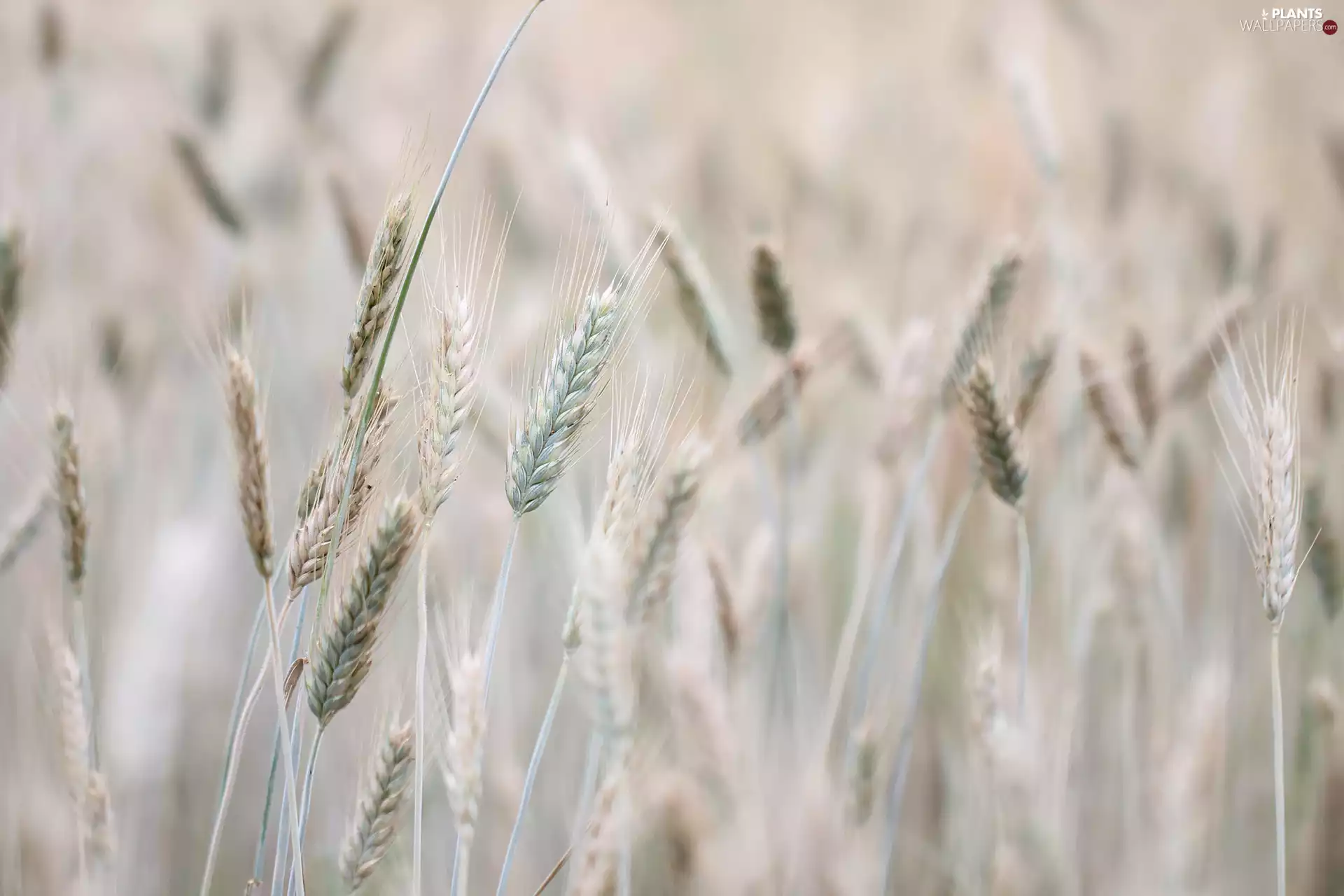 Ears, Triticale, corn