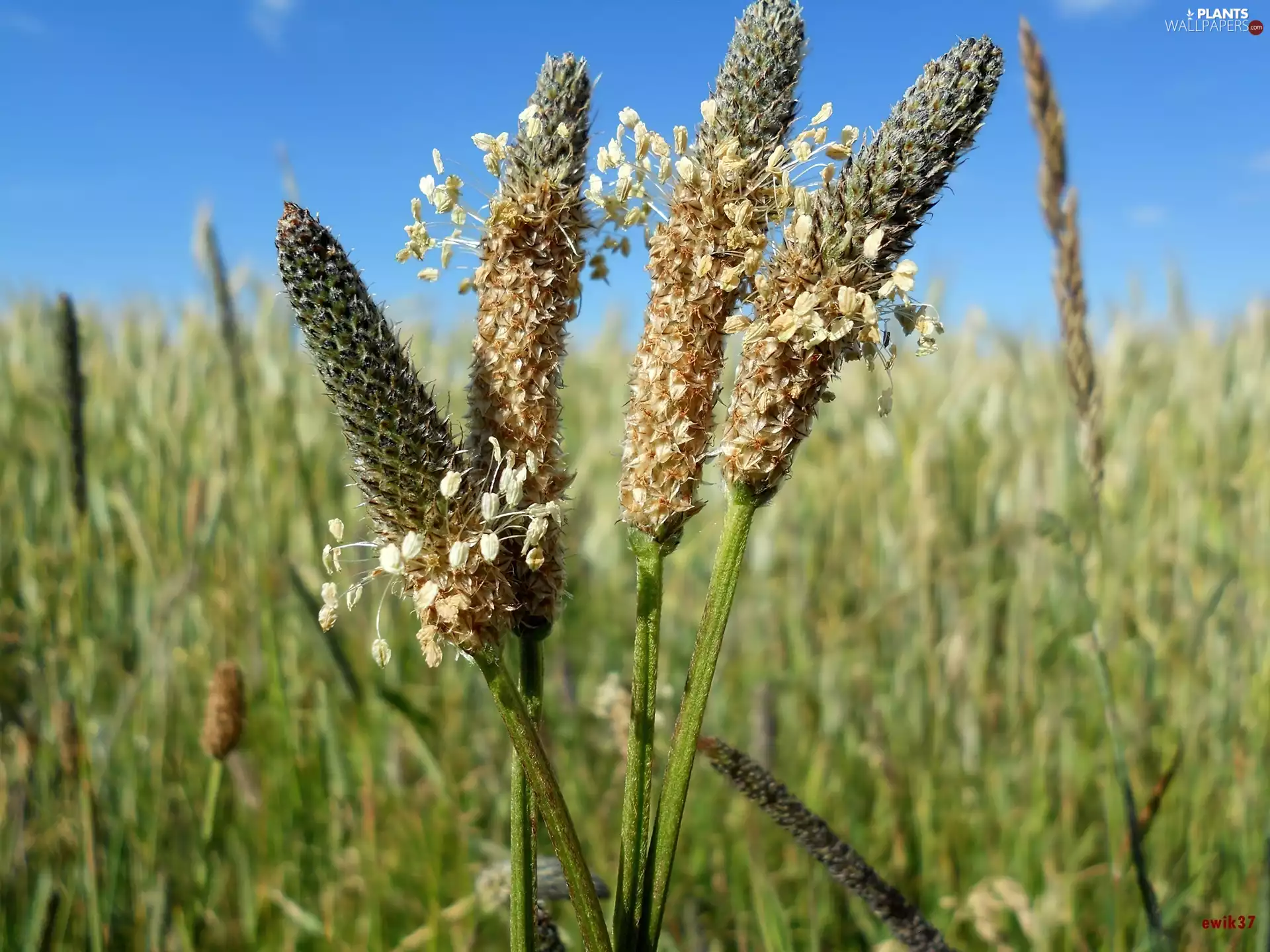 grass, cake, Lanceolate, Ears