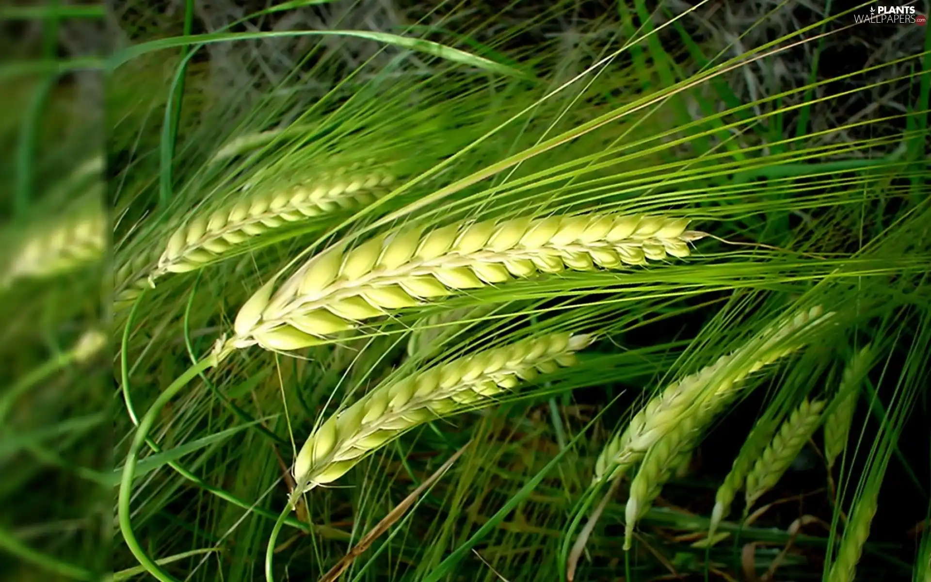 cereals, green ones, Ears