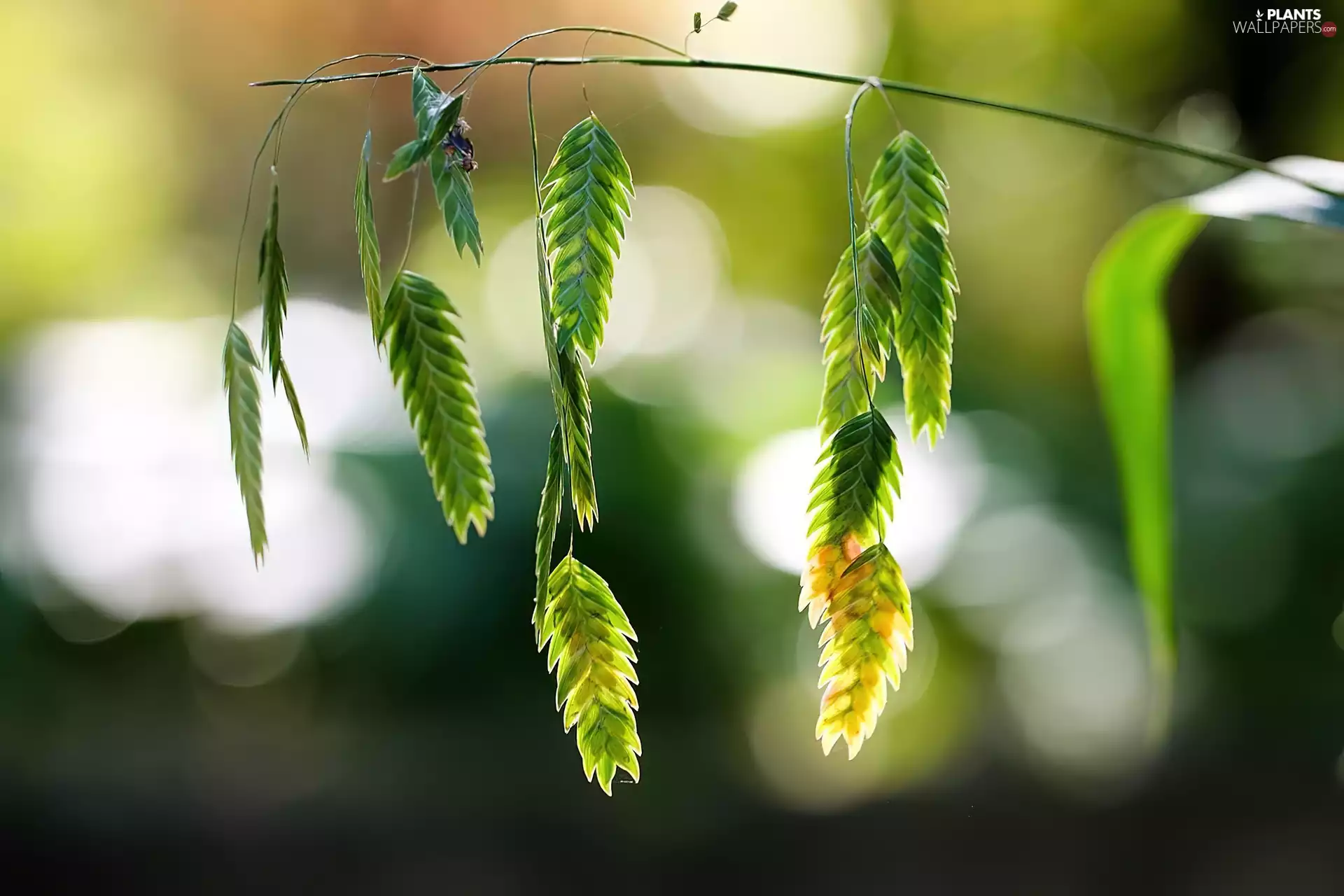stalk, green ones, Ears