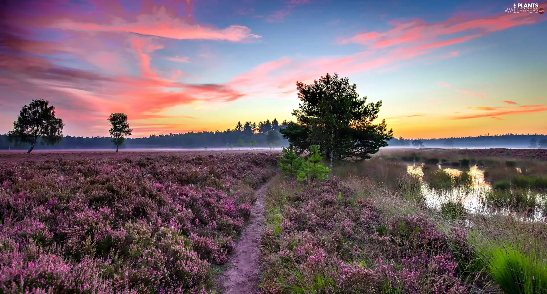 trees, medows, River, viewes, forest, sun, east, heath, heathers, Fog, Path