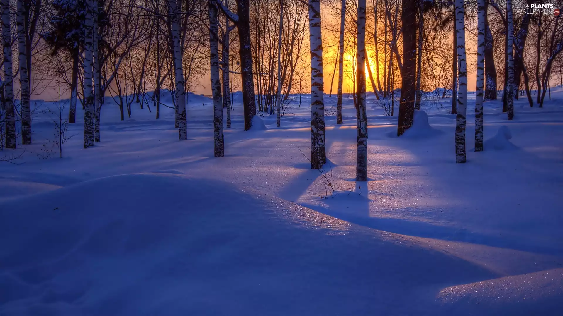 viewes, birch, winter, drifts, sun, trees, forest, east