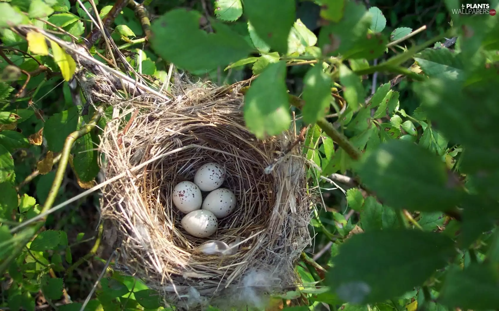 eggs, trees, nest