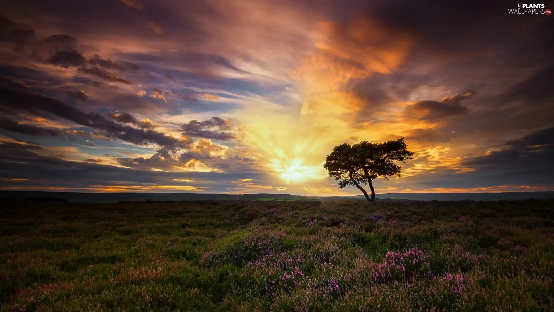 heath, North Yorkshire County, Great Sunsets, Egton, England, trees, clouds