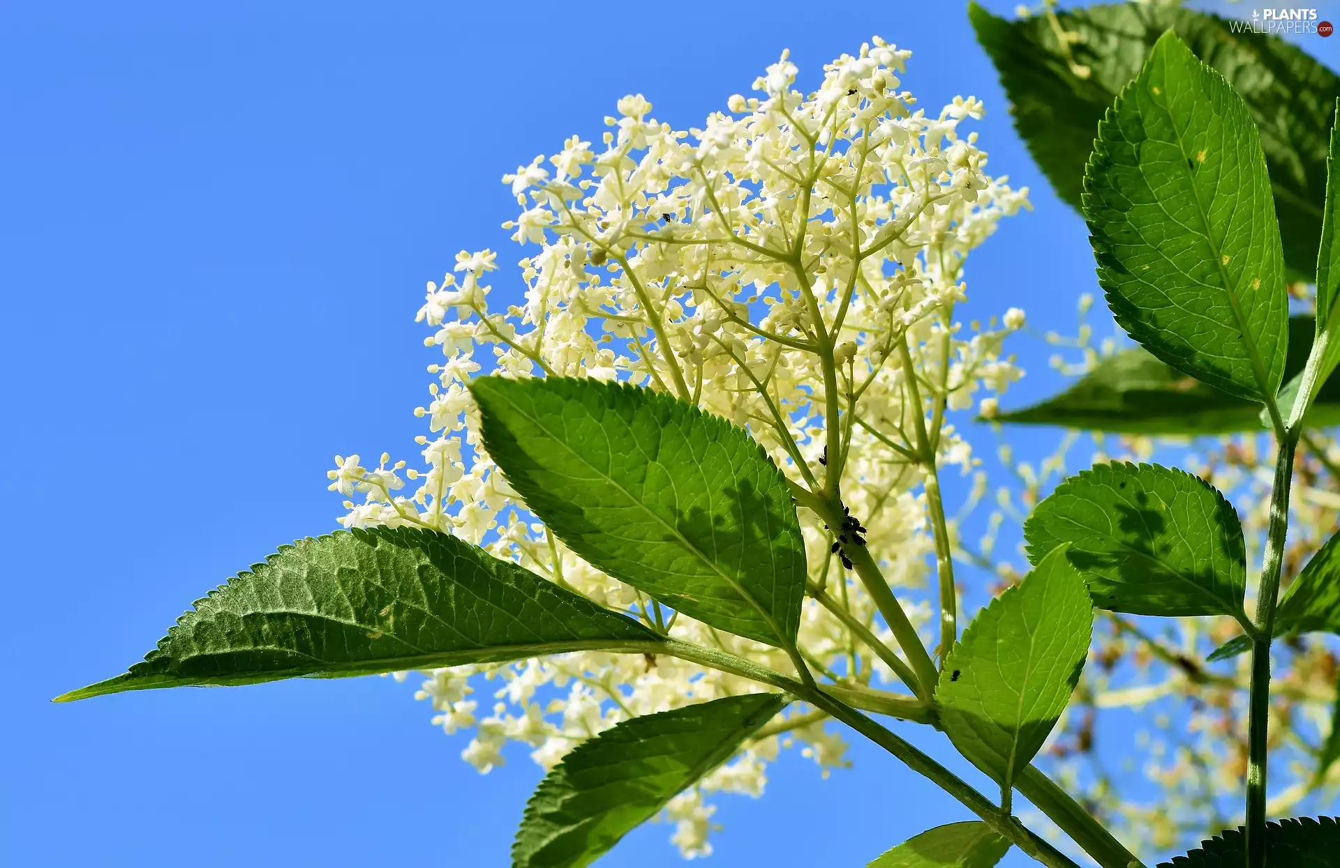 stems, Flowers, Black Elder, Leaf, Bush