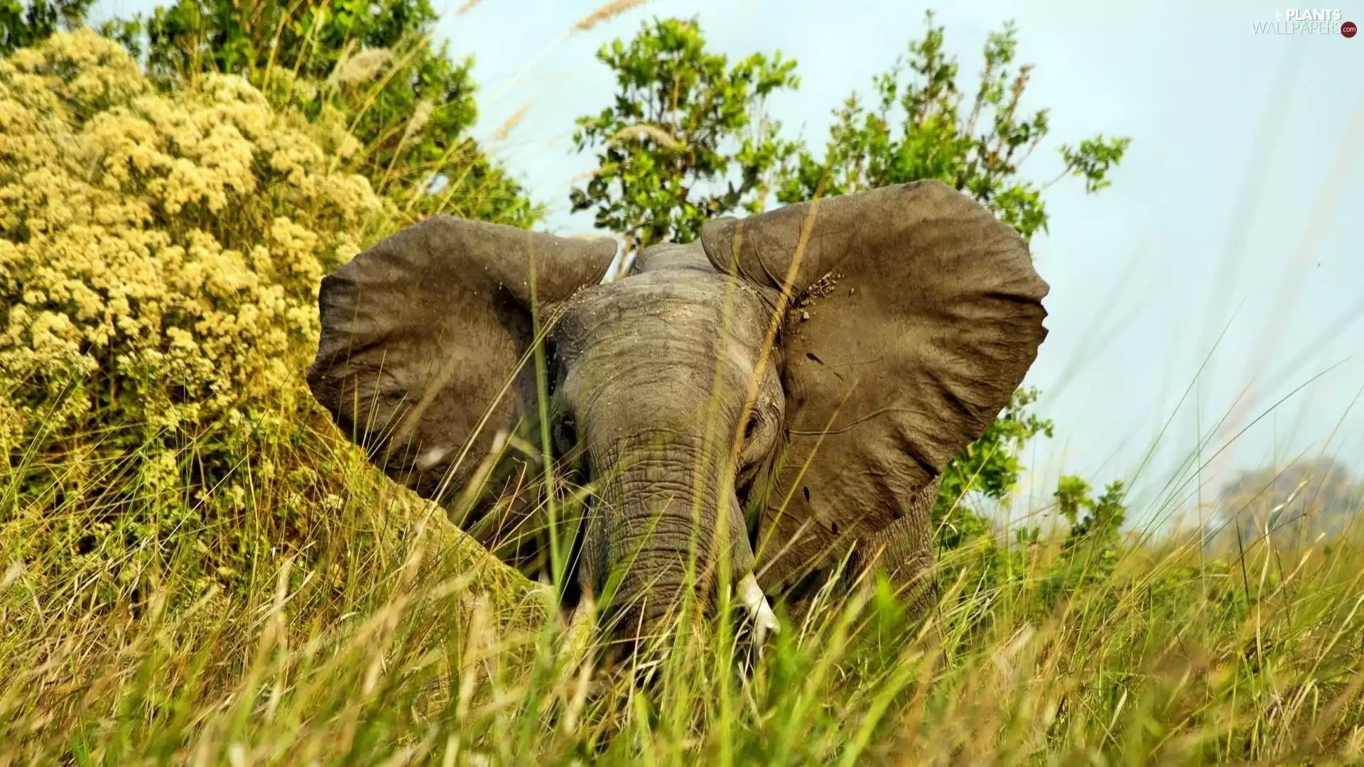 Elephant, grass