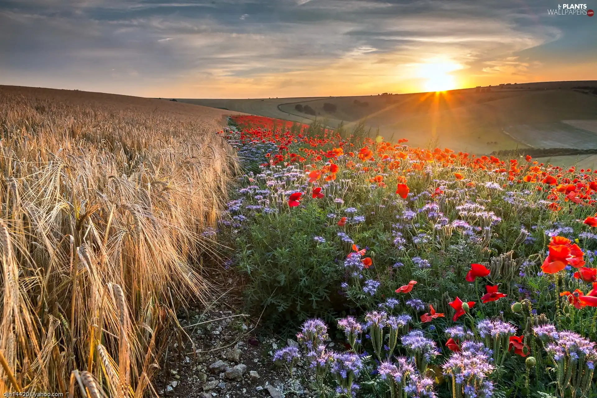 emerging, sun, corn, papavers, Field