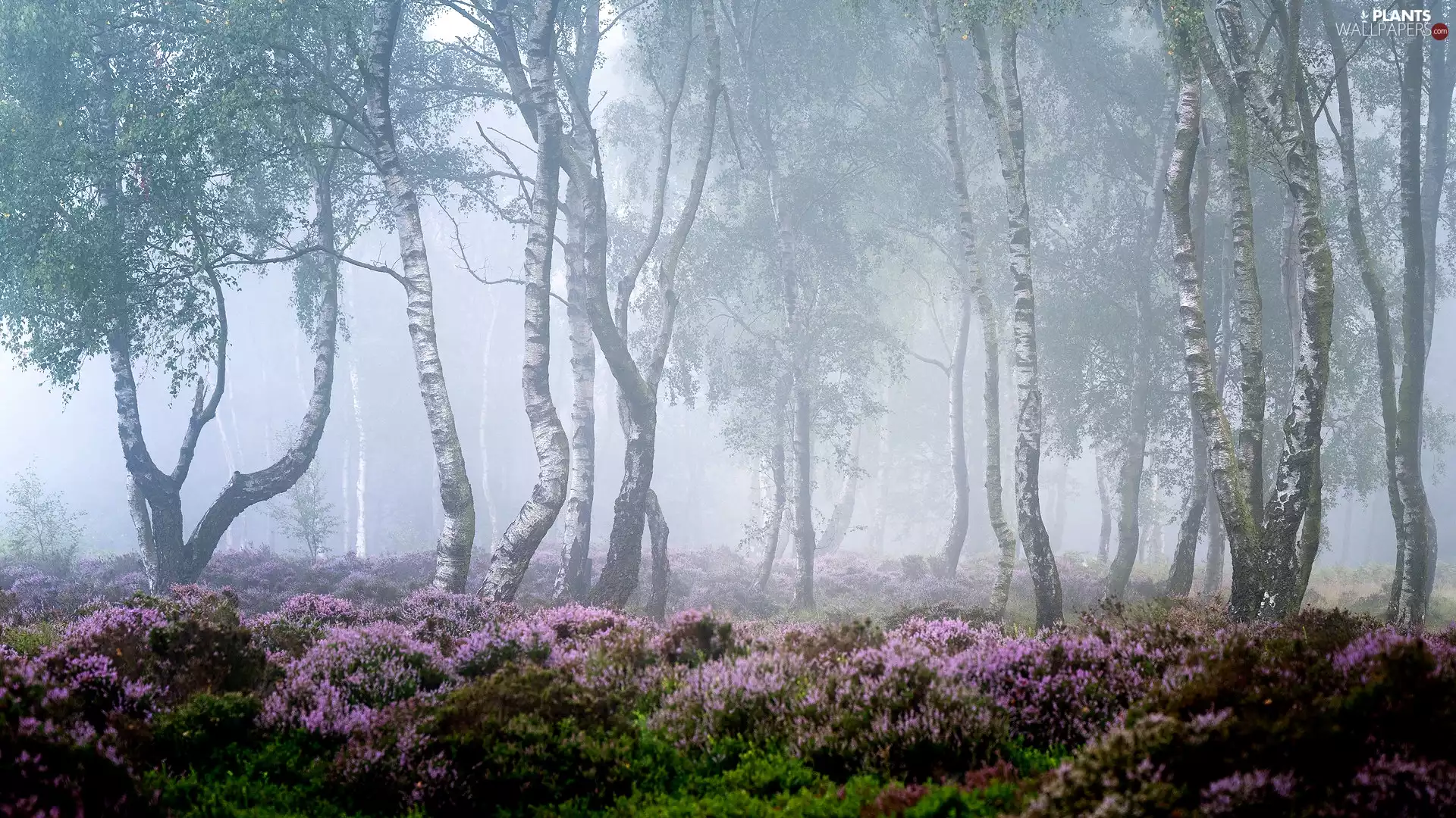 heathers, viewes, birch, County Derbyshire, Fog, trees, forest, England, Peak District National Park, heath
