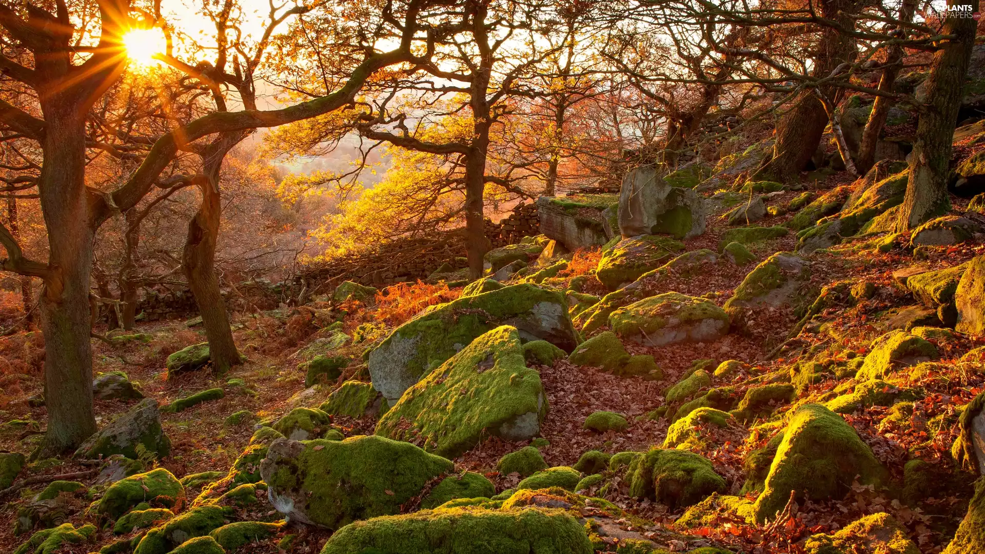 Stones, Sunrise, trees, County Derbyshire, viewes, autumn, forest, England, Peak District National Park, mossy