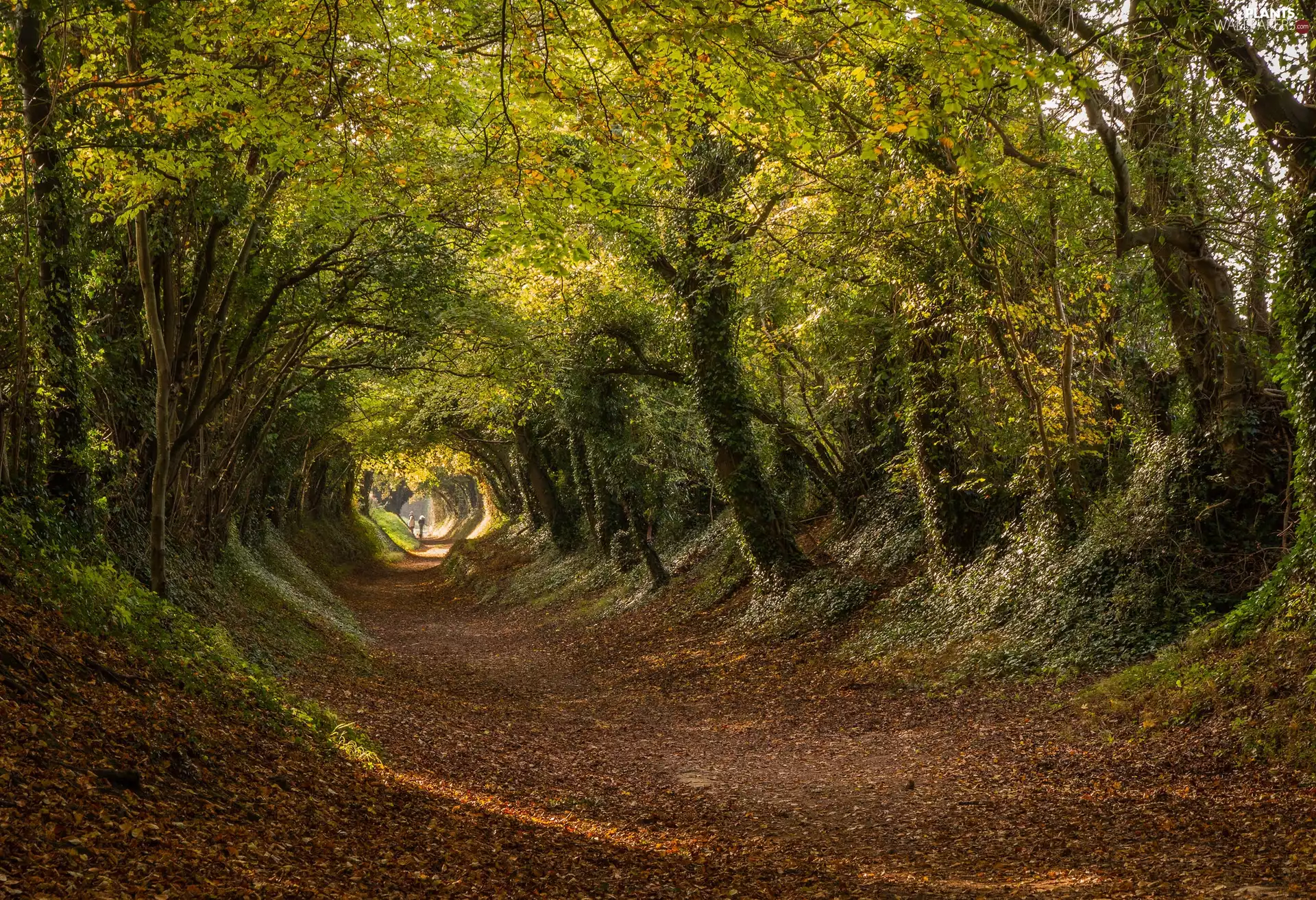 West Sussex County, England, Halnaker village, Stane Street, Way, Leaf, trees, viewes, autumn