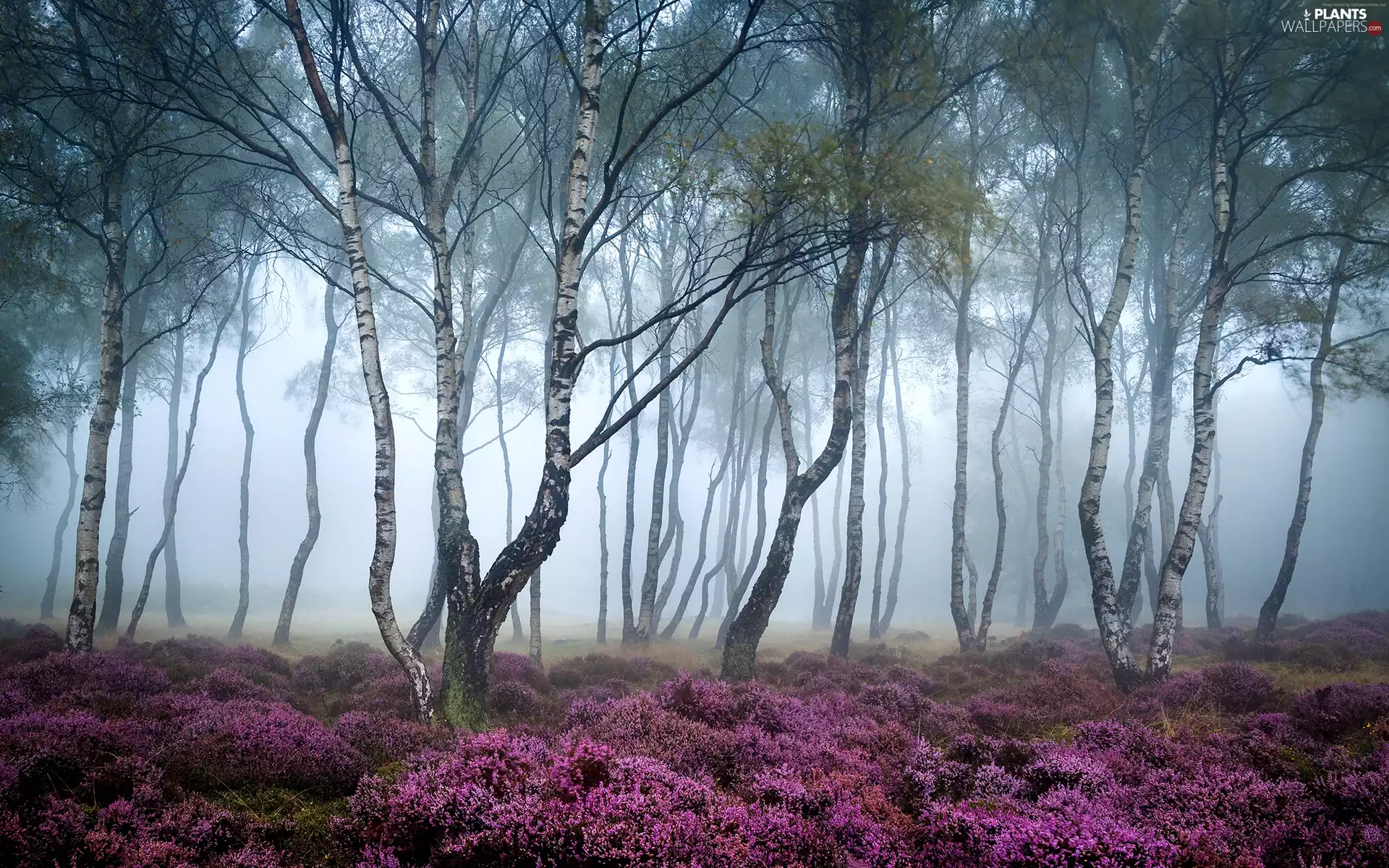 trees, Peak District National Park, autumn, birch, Fog, England, Stanton Moor, heath, viewes, forest