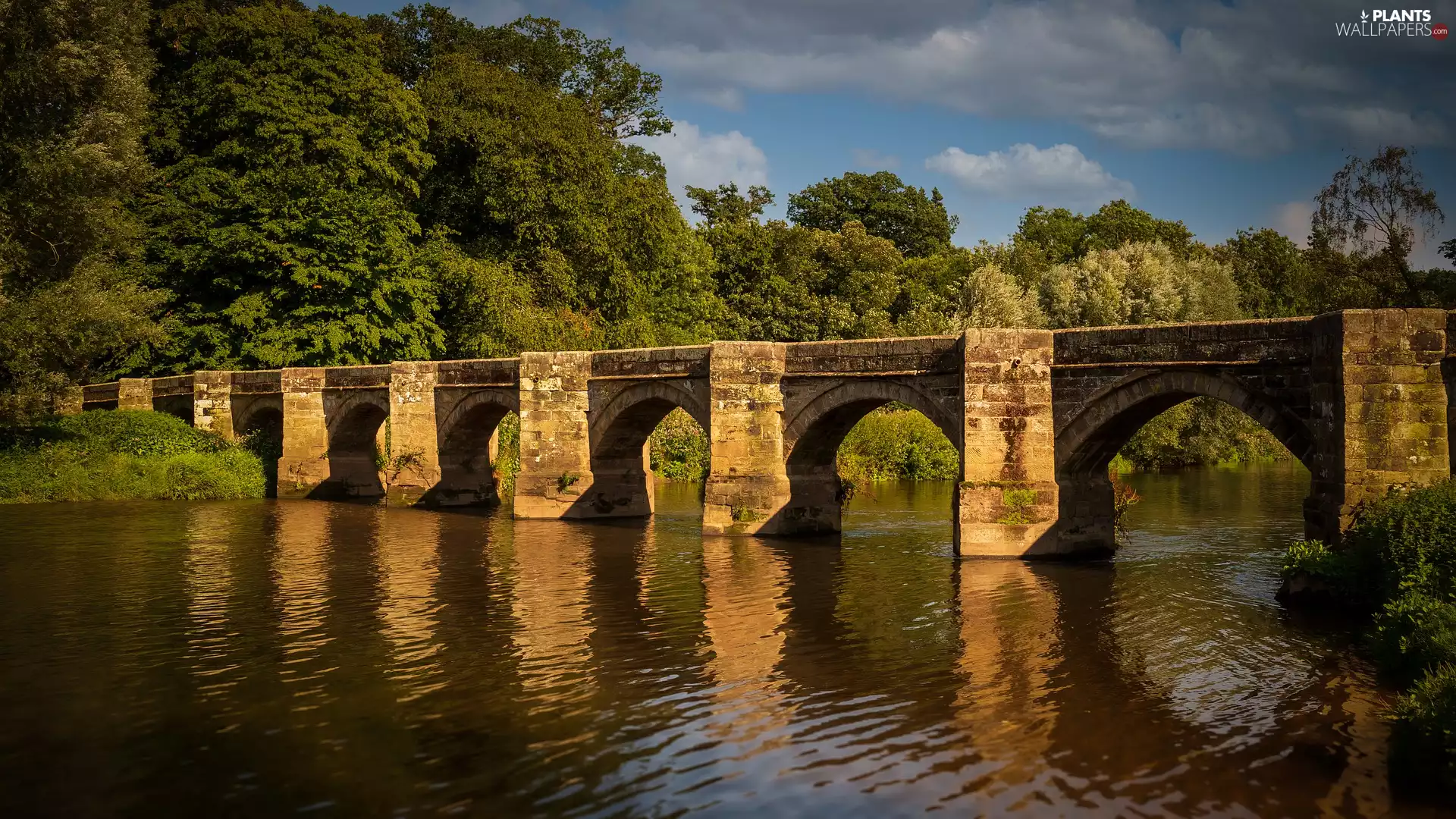 trees, bridge, Staffordshire, England, viewes, River