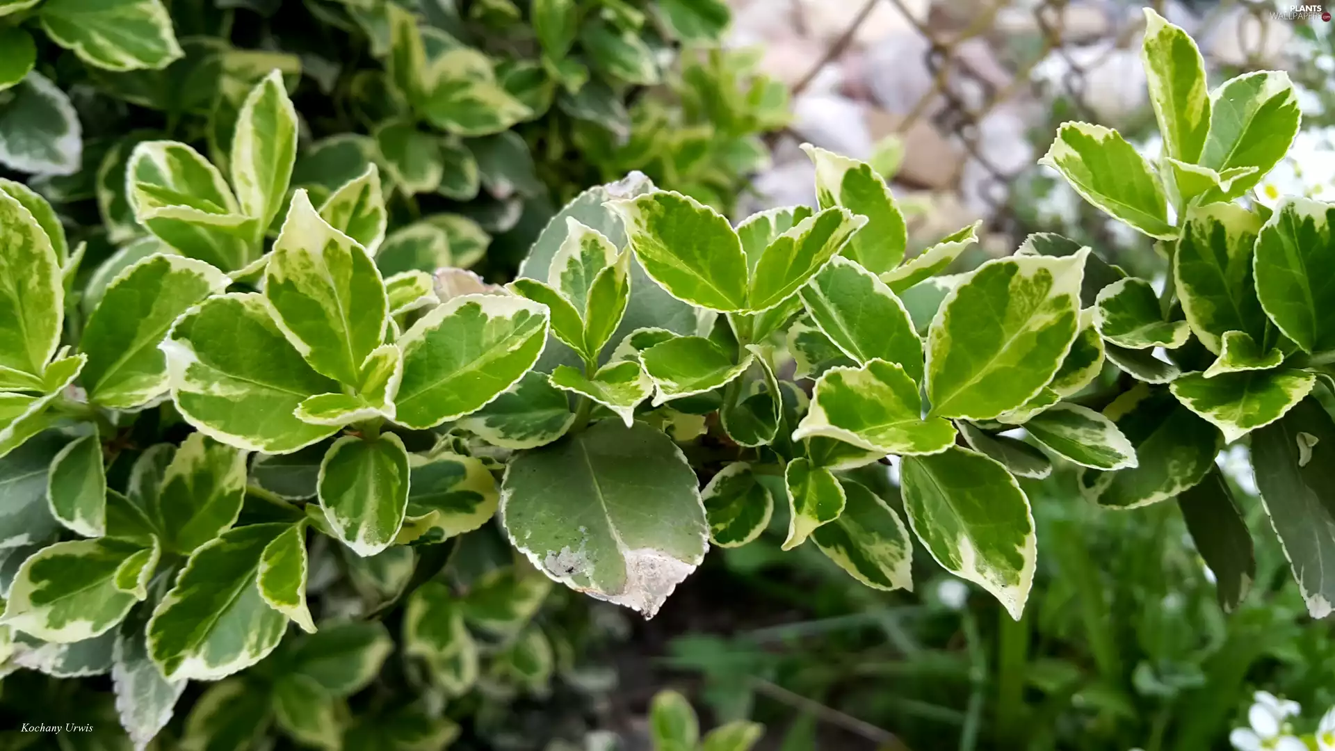Euonymus, Green, plant