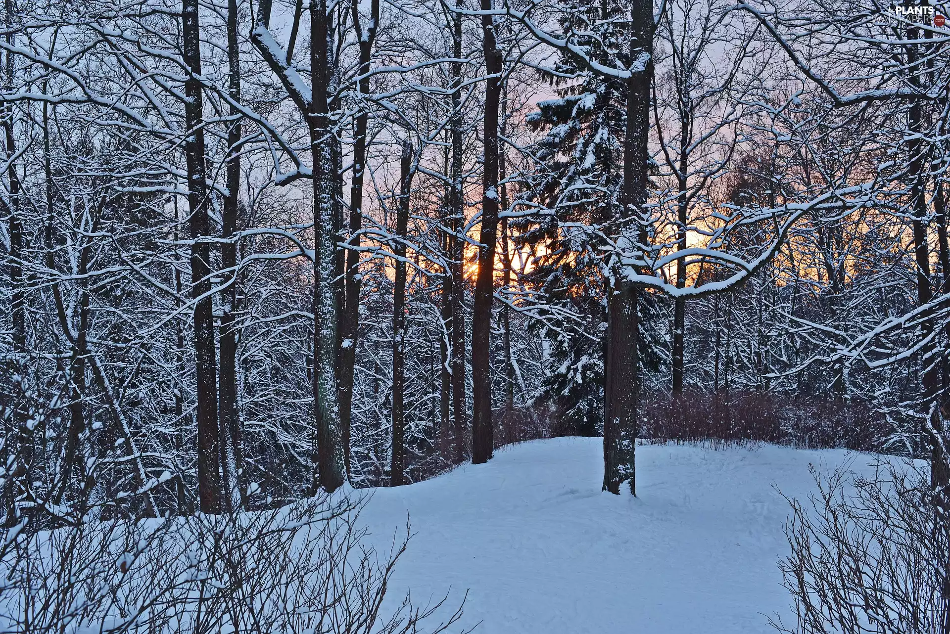 trees, winter, snow, evening, viewes, forest