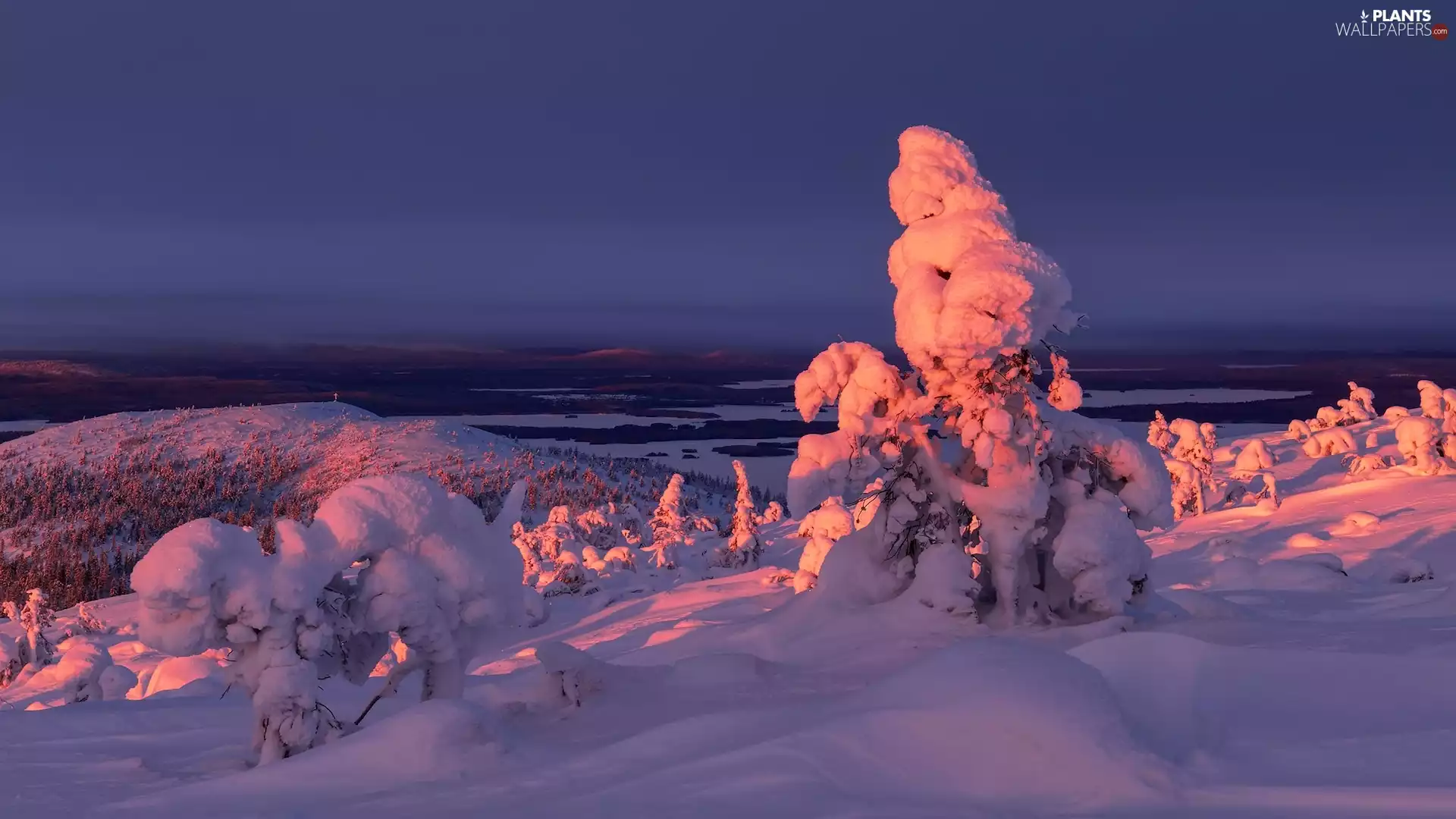 Plants, snow, trees, evening, winter, Snowy, viewes