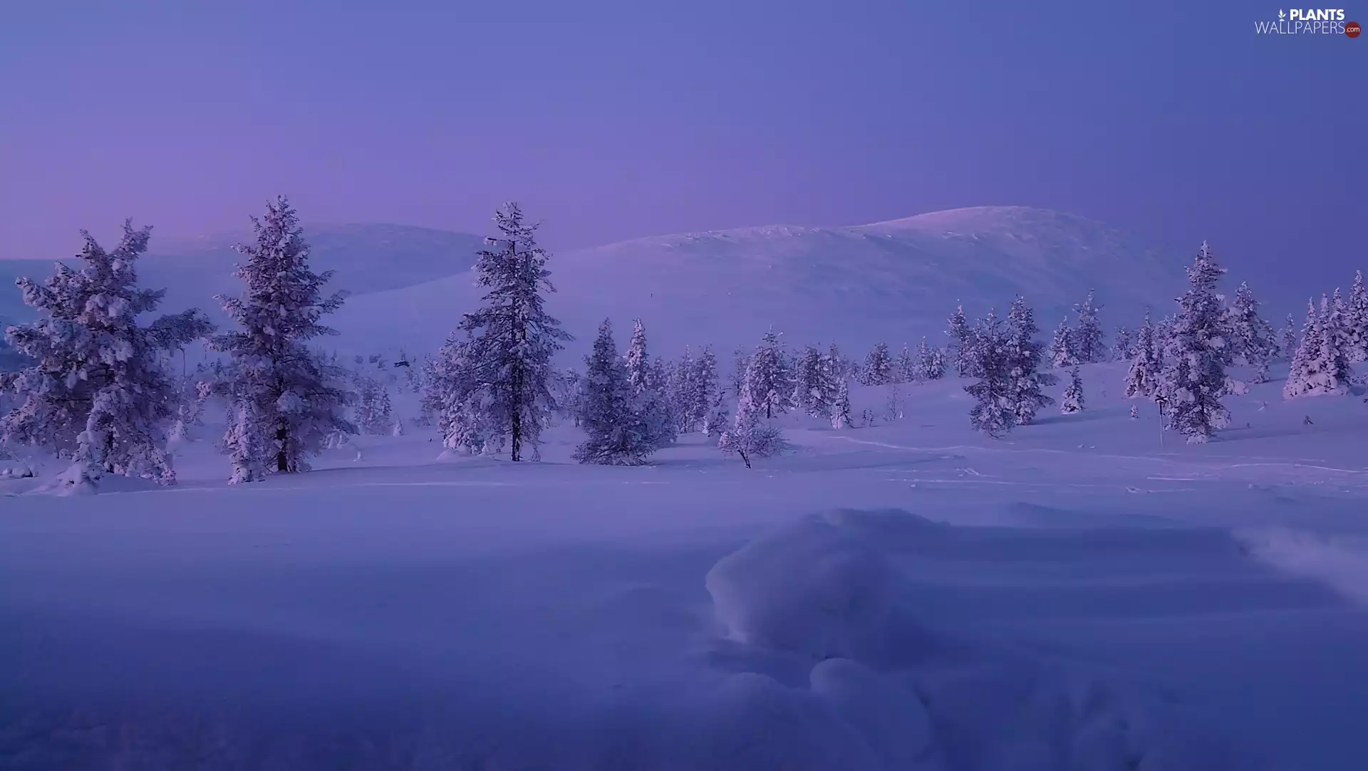 Mountains, evening, trees, viewes, winter