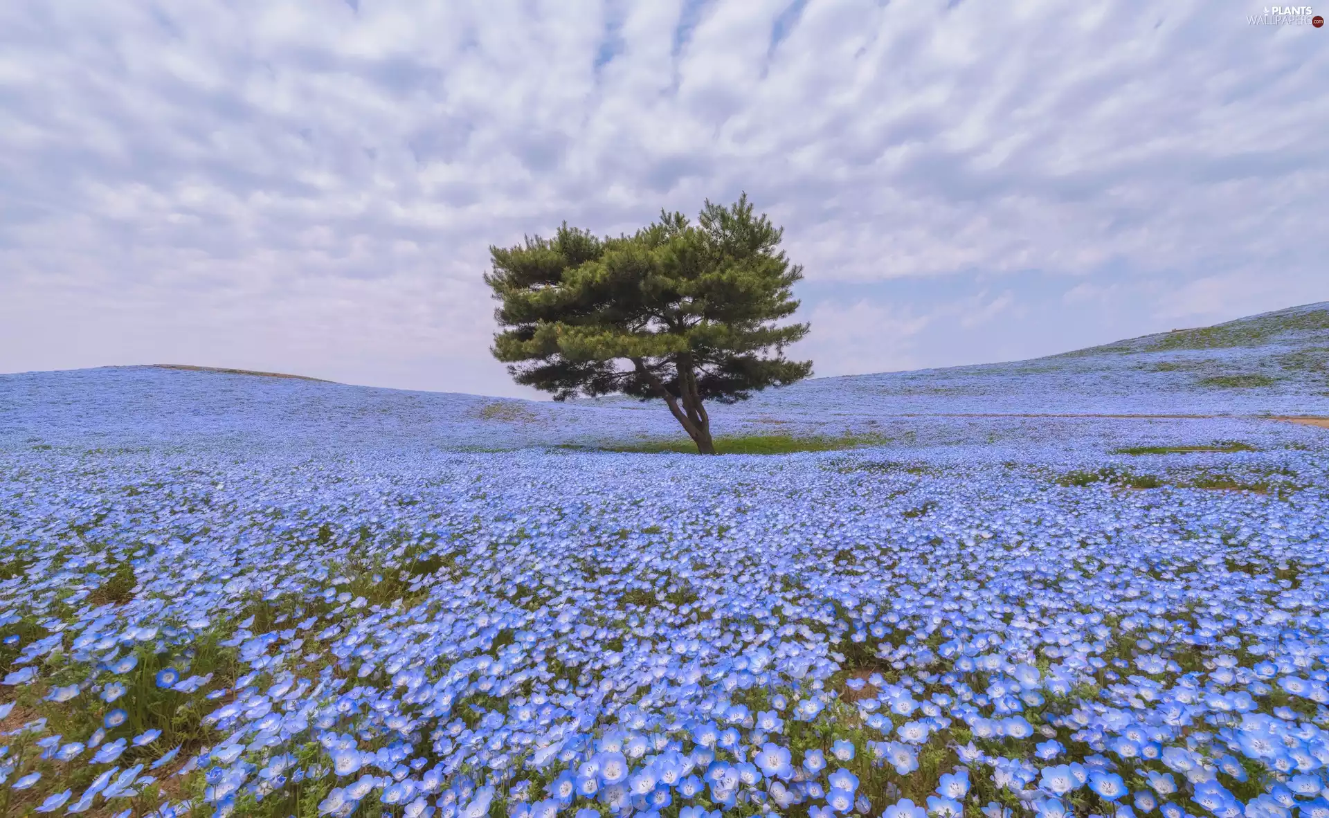 Meadow, Baby Blue Eyes, trees, Flowers