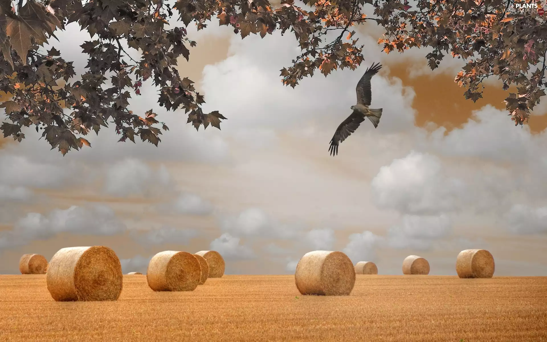 Sheaves, falcon, Field, corn, autumn