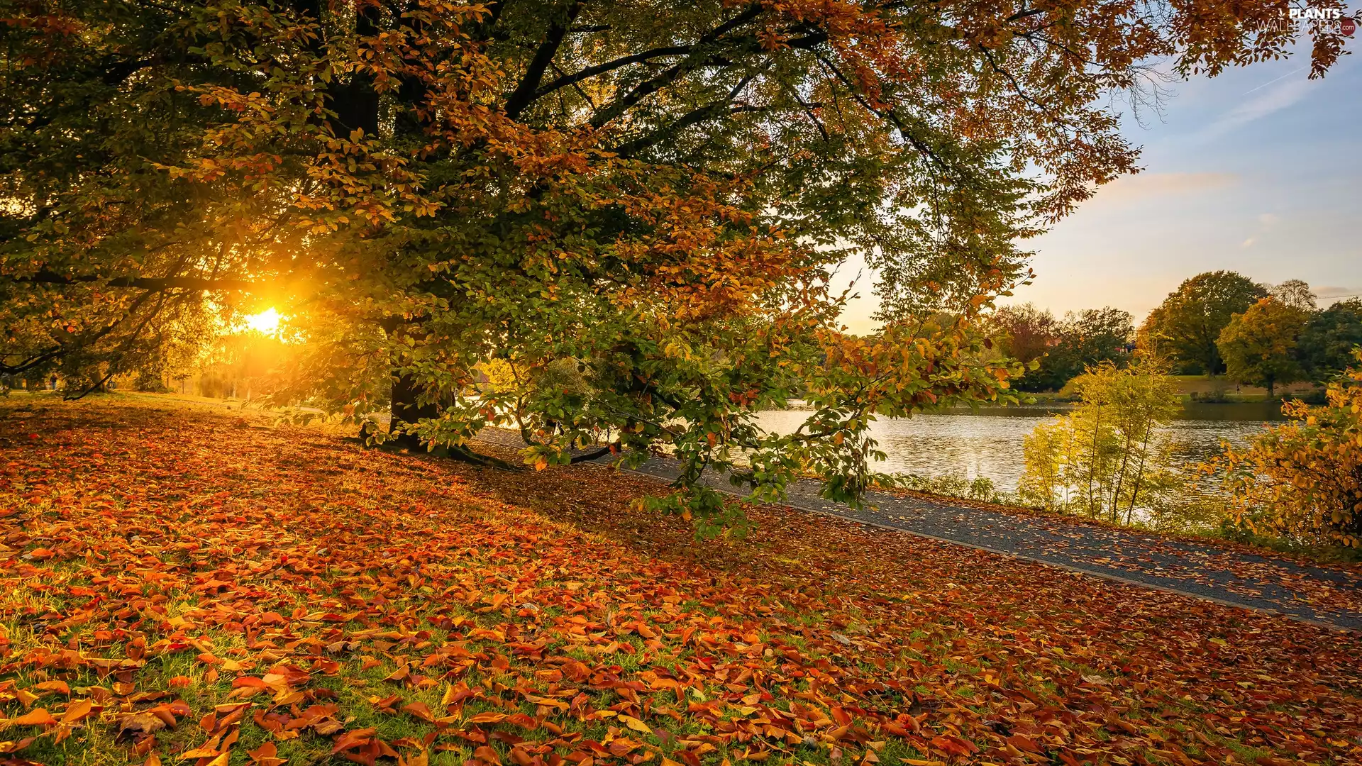 Leaf, viewes, autumn, fallen, trees, lake, sun
