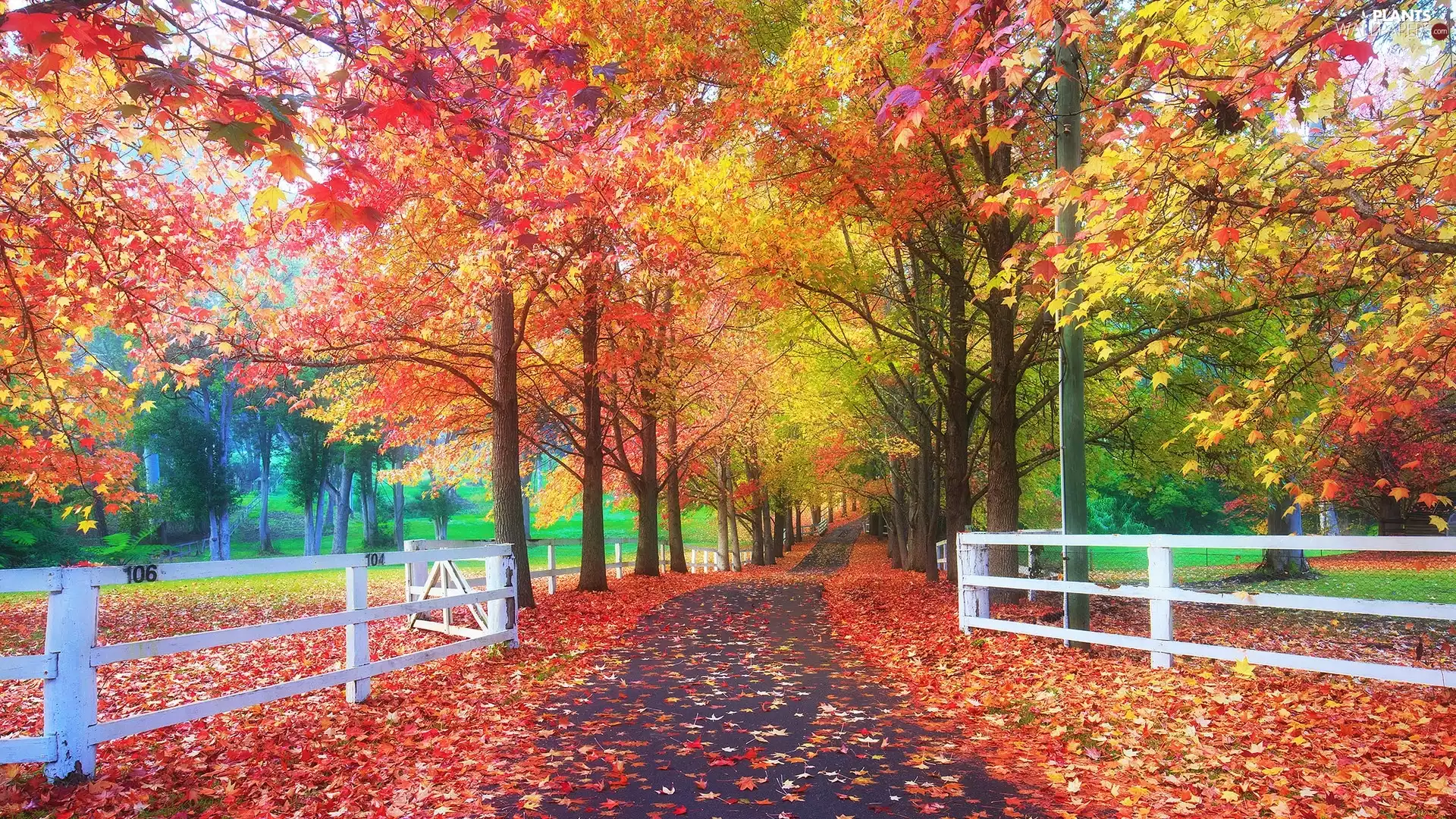 trees, viewes, fence, Path, Leaf, Park, autumn, fallen